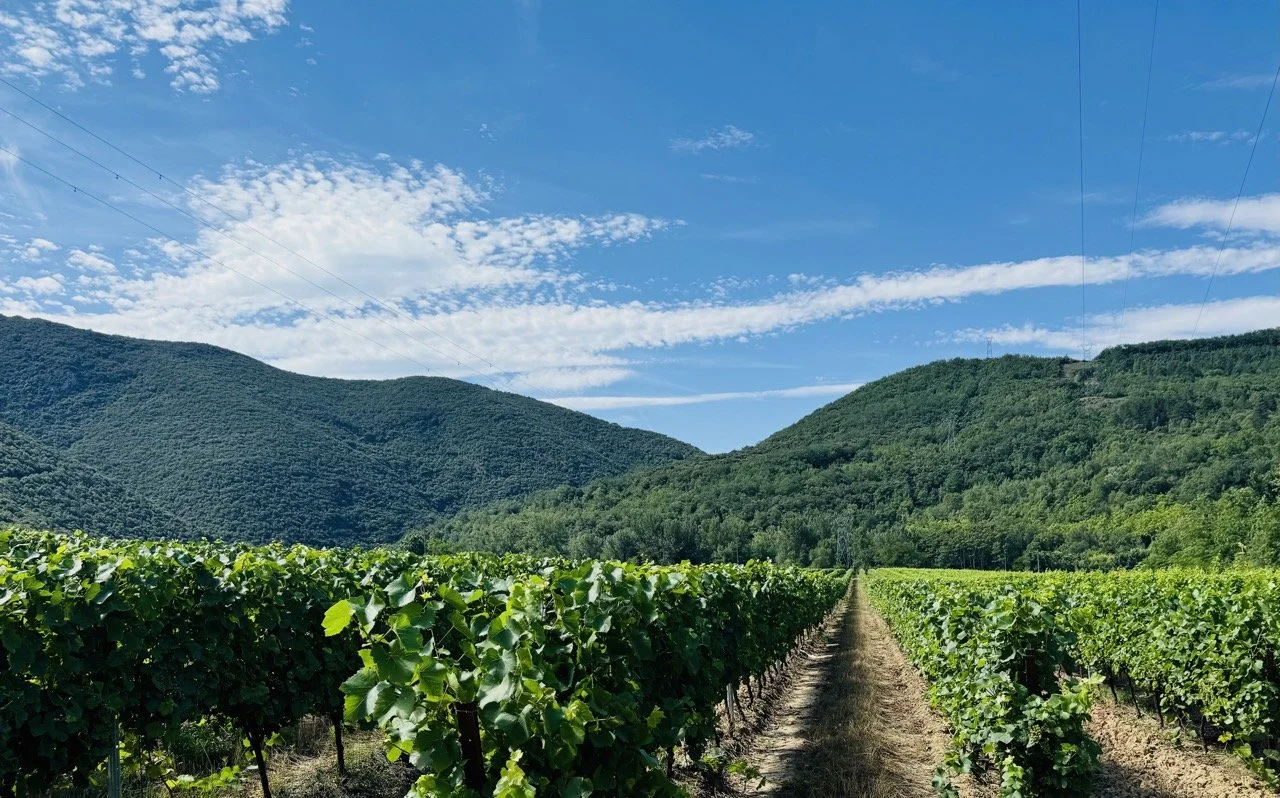 vineyard south of France alétois artistes