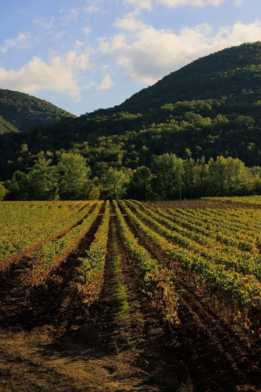 vineyards blanquette de Limoux medieval village artistes alétois alet-les-bains France