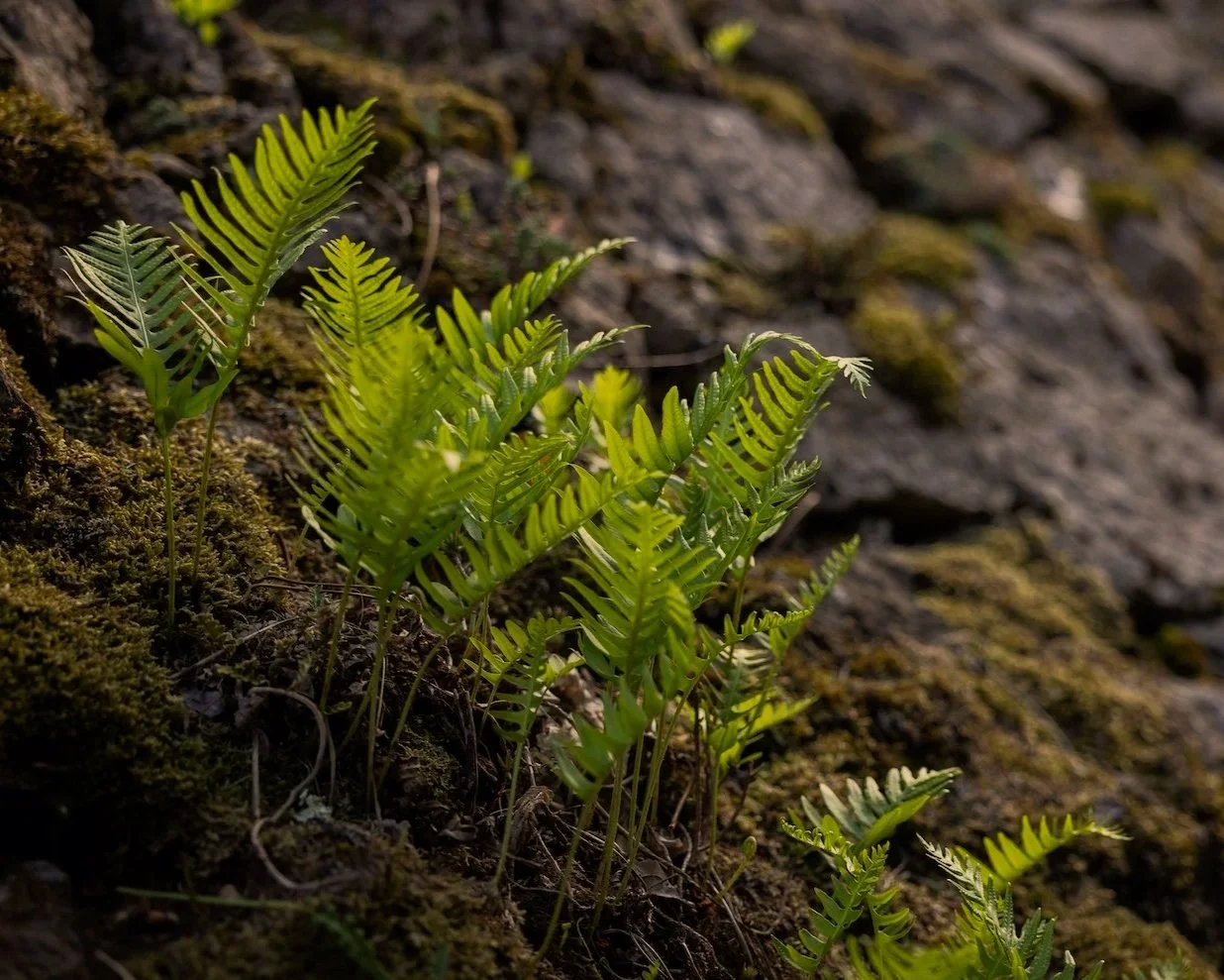 Nicolas Saubestre international photography roman road Green ferns growing on a mossy, rocky surface.