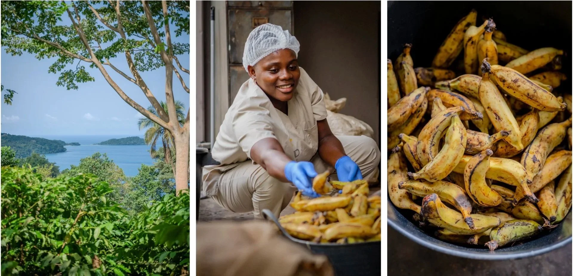 A collage showing natural landscape, a woman harvesting bananas, and a close-up of ripe bananas in a container.