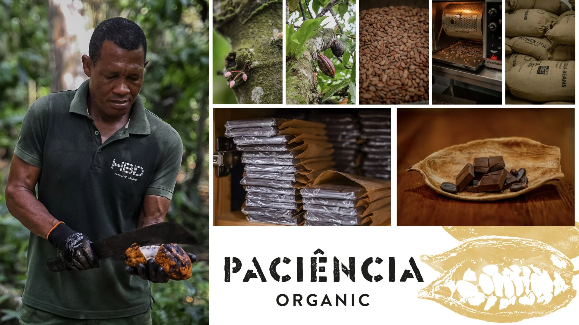 Collage of cacao farming and chocolate production, including a man harvesting cacao pod, close-up of cacao pods on tree, cacao beans, roasting cacao beans in an oven, packaged cacao products, stacked chocolate bars, and chocolate pieces with cocoa beans on a leaf, with text 'Paciencia Organic' and a stylized cacao pod illustration.