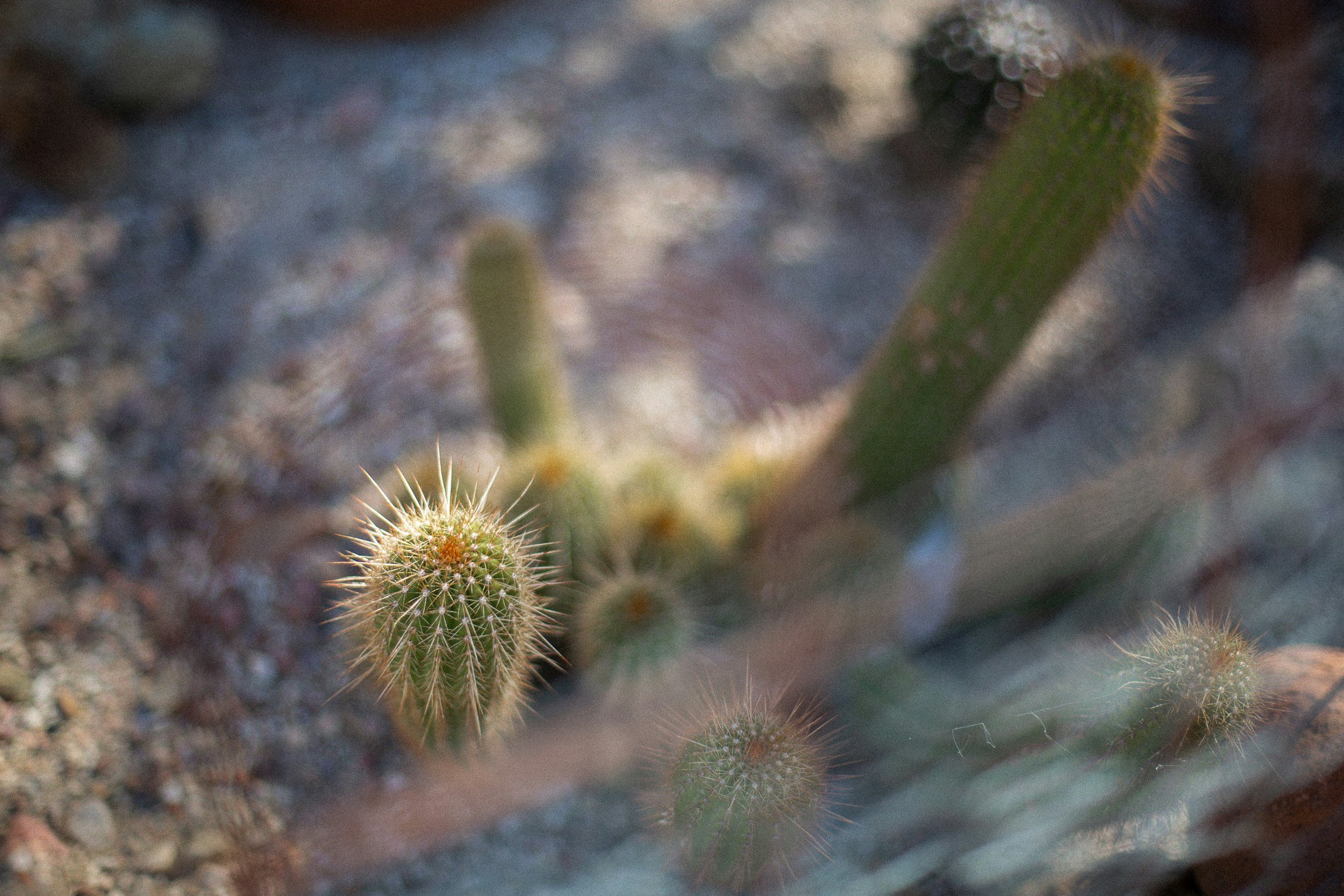 Close-up of a small cactus with spines, growing in a desert-like area with dry soil and rocks.
