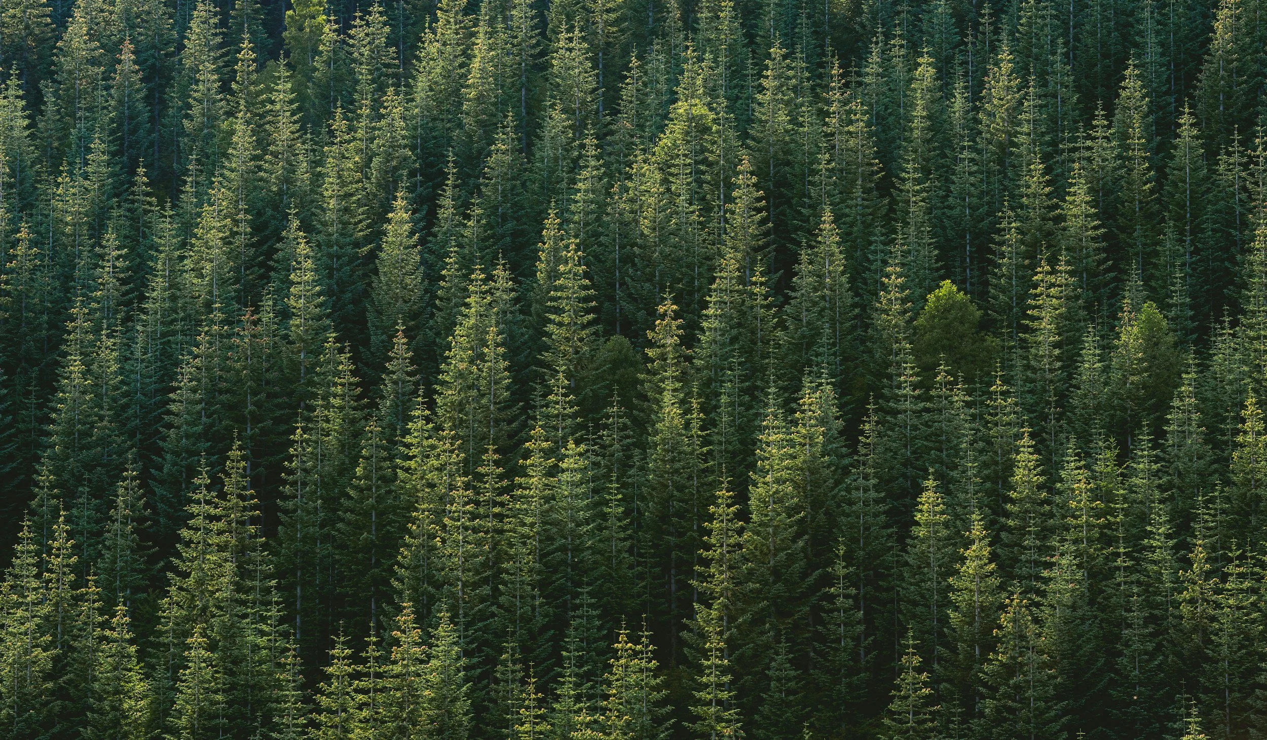 A dense forest of tall green pine trees.