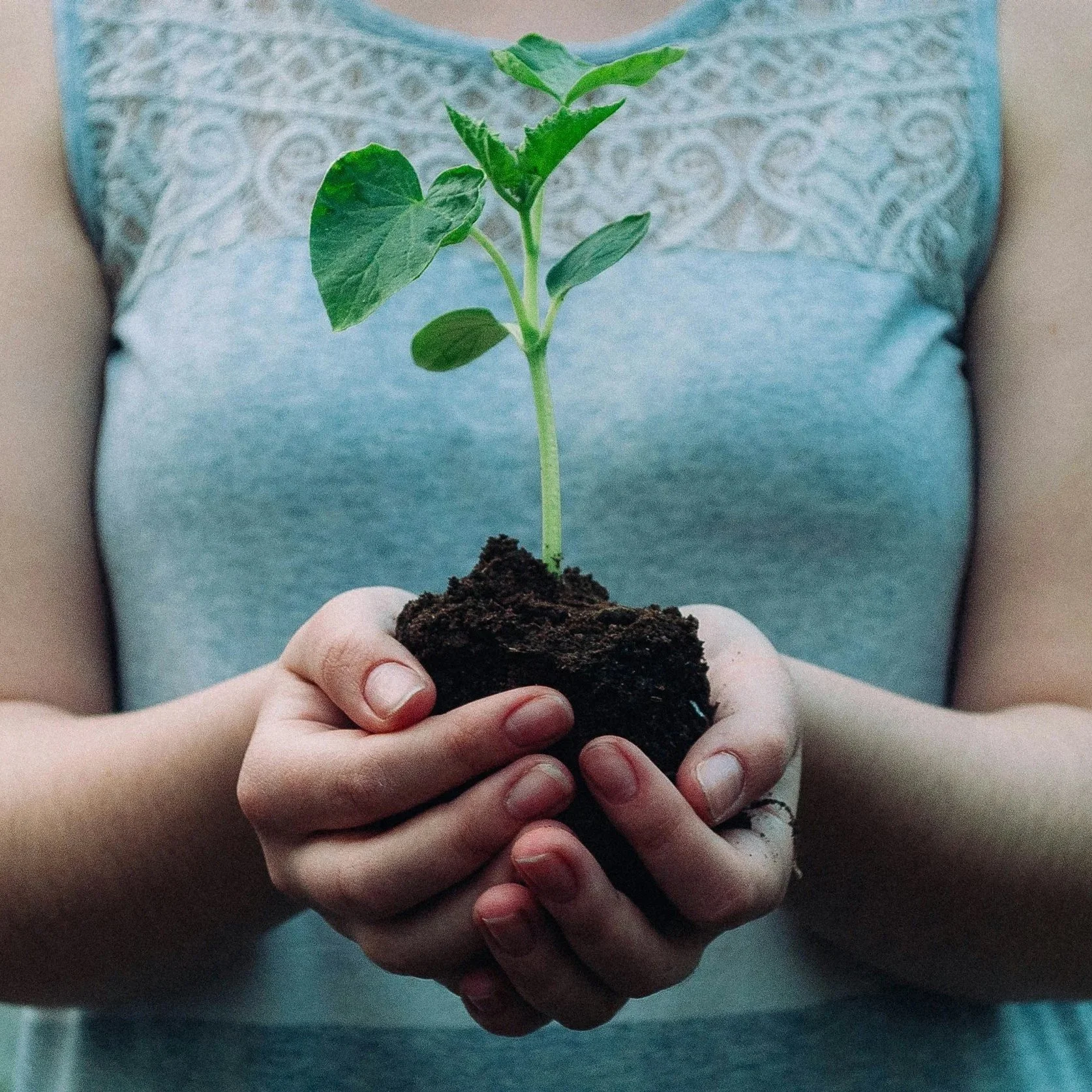 Person holding a small plant with roots and soil in their hands, wearing a light blue top.