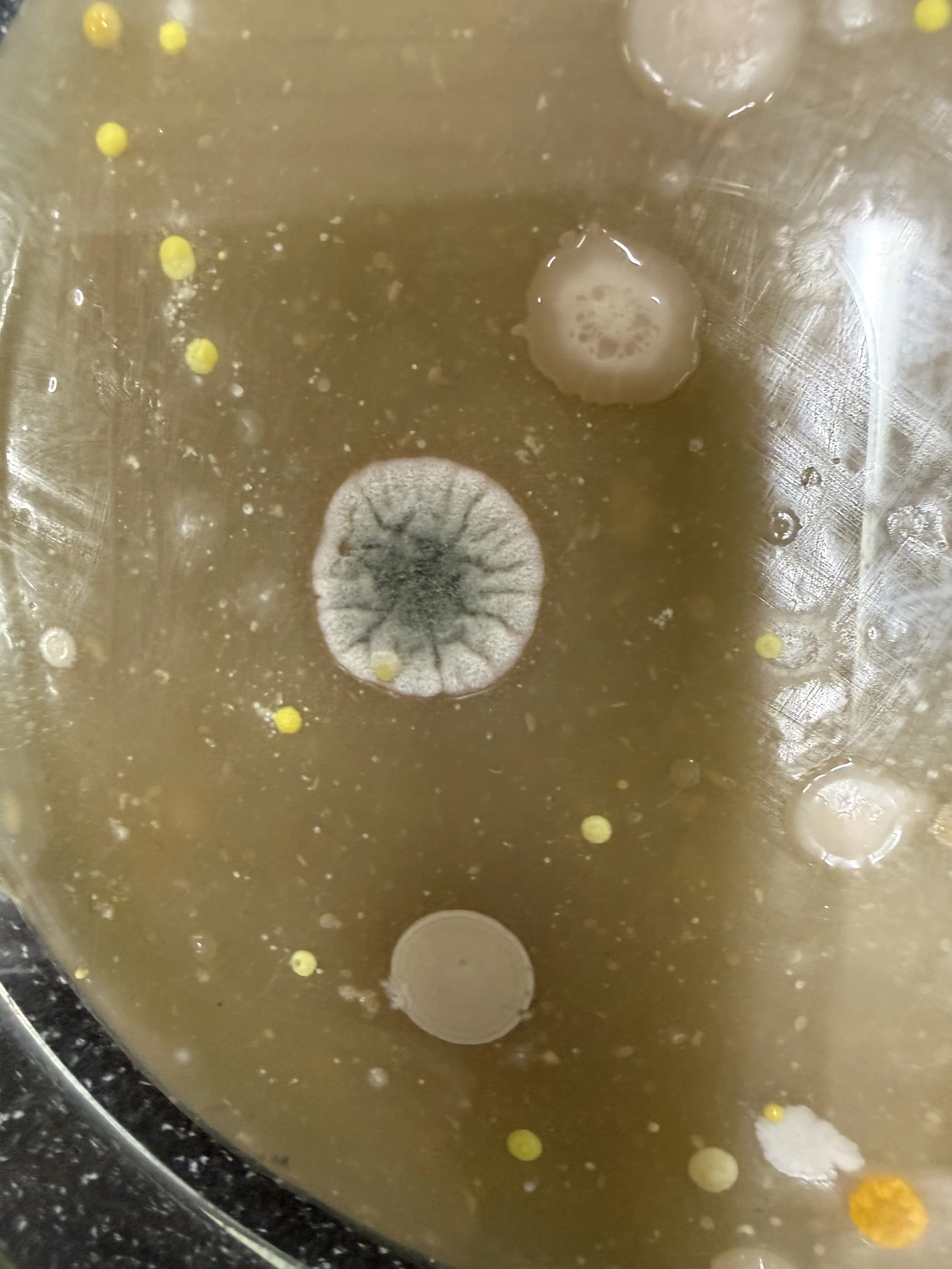 (NT) Experiment 1: Keime auf der Türe sichtbar machen