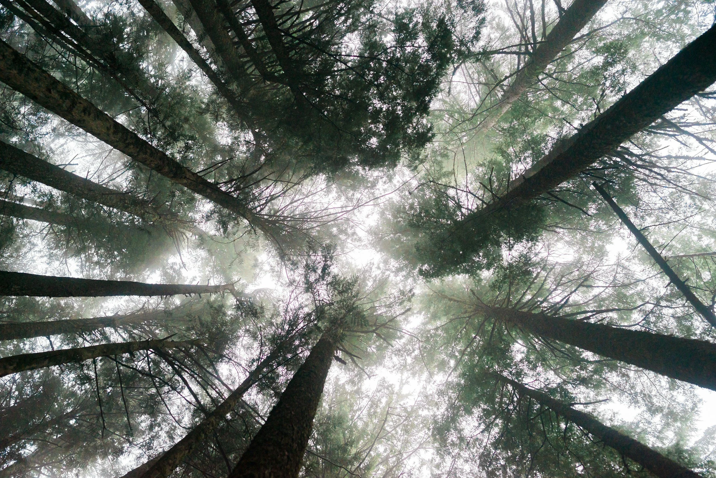 Looking up at tall pine trees in a foggy forest.