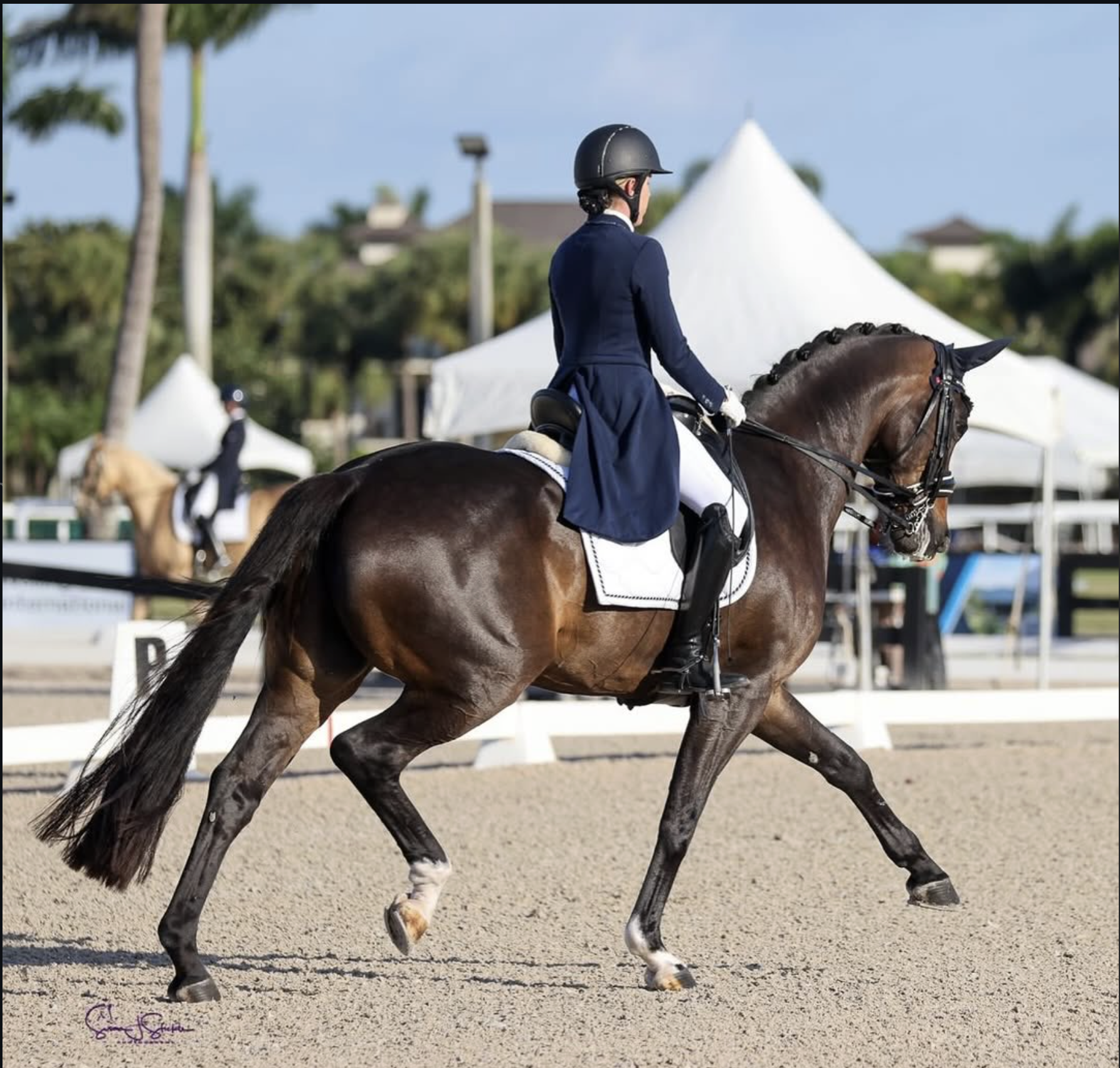 A female equestrian in formal riding attire, including a navy jacket and white riding pants, riding a brown horse with black mane and tail at an outdoor dressage competition. There are white tents and palm trees in the background.