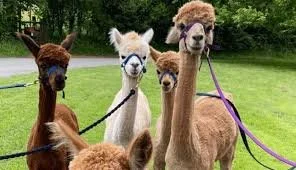 Alpaca Walk per person