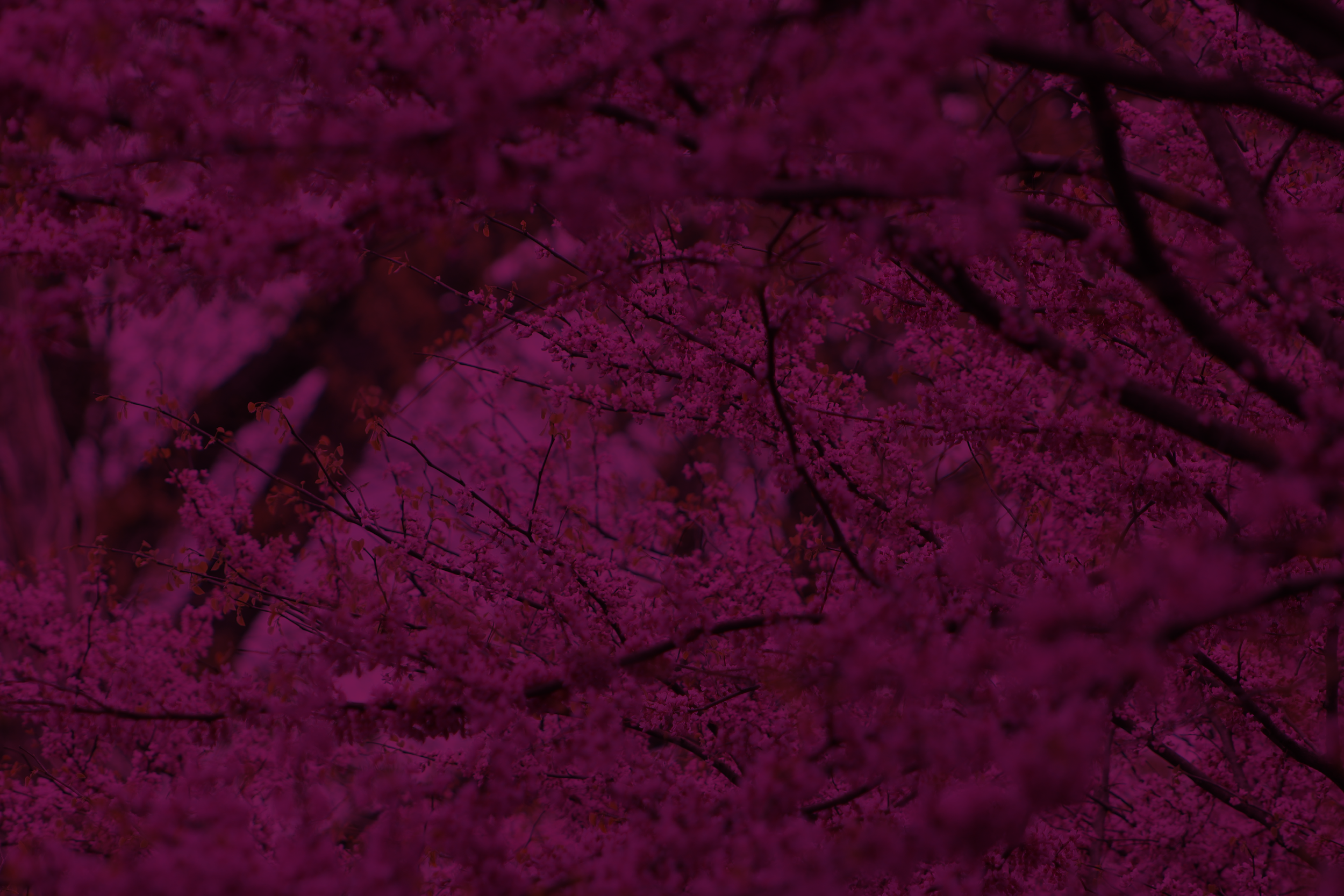 Pink flowering cherry trees.