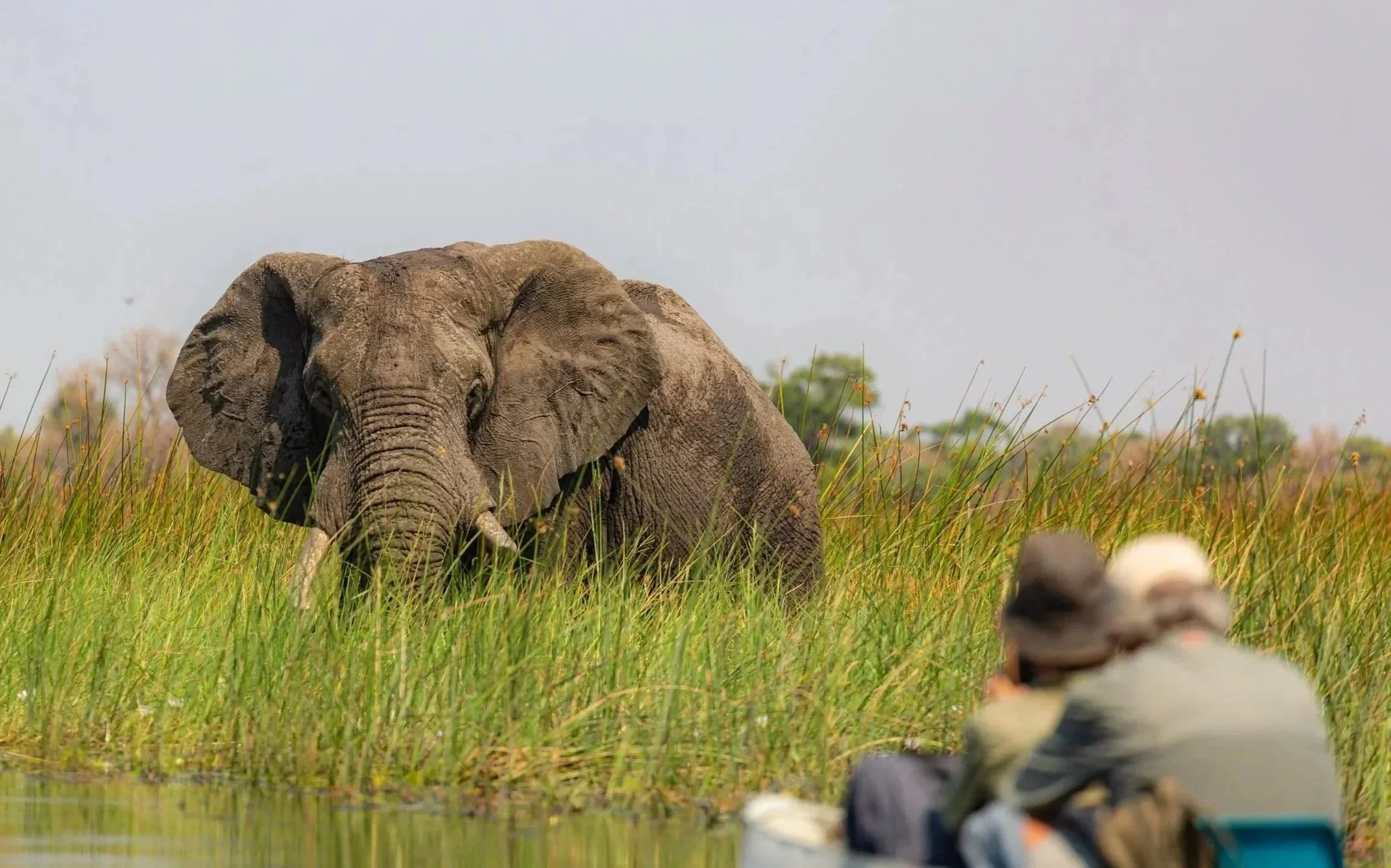 A large elephant standing in tall grass near water, with two people sitting on the ground in the foreground.