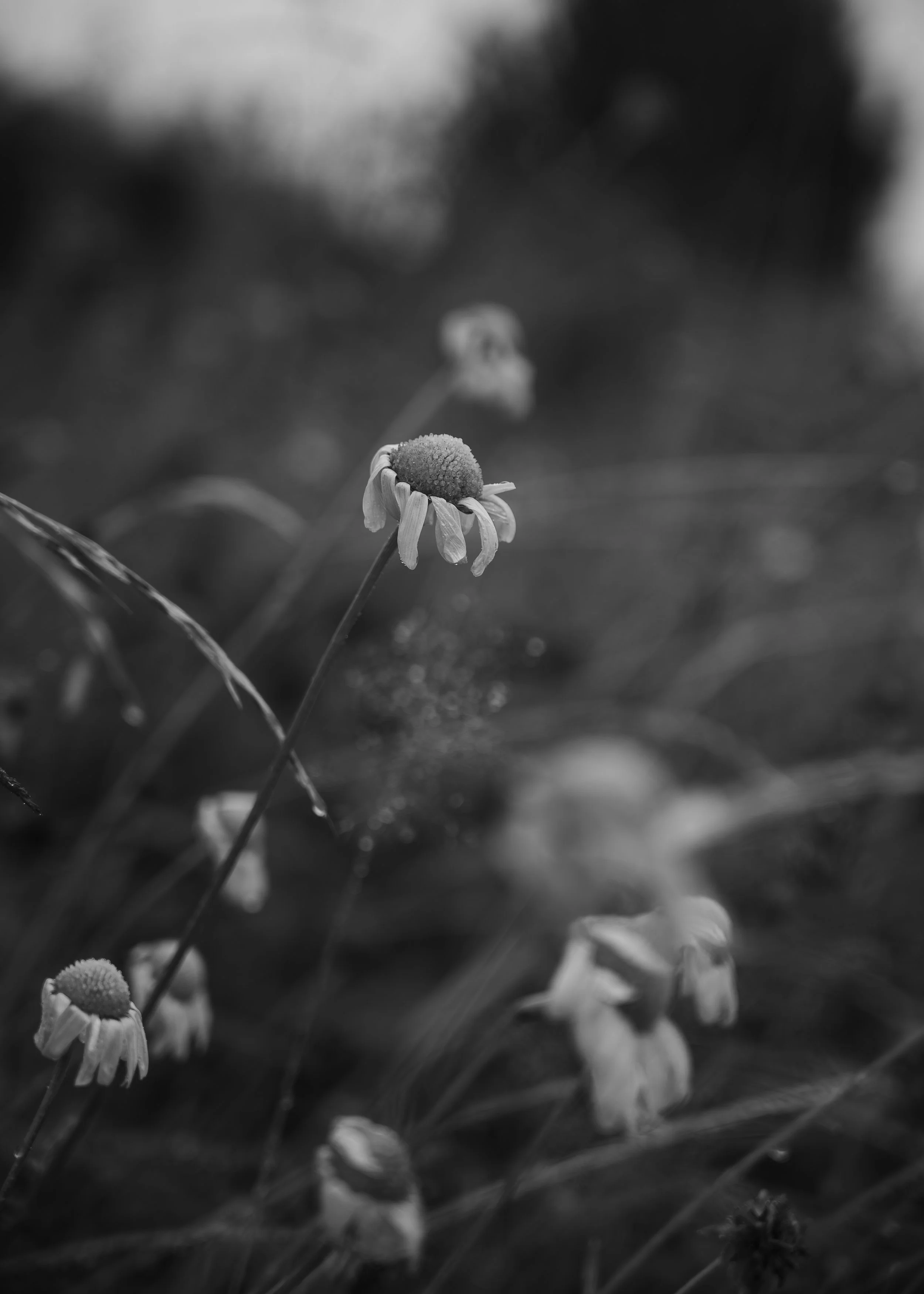 PEL_8995-Forbedret-NR kopi.jpg