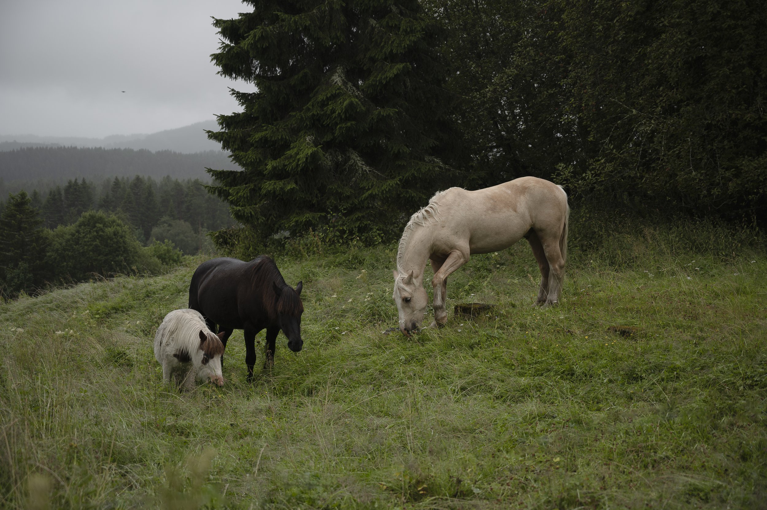 PEL_8748-Forbedret-NR kopi.jpg