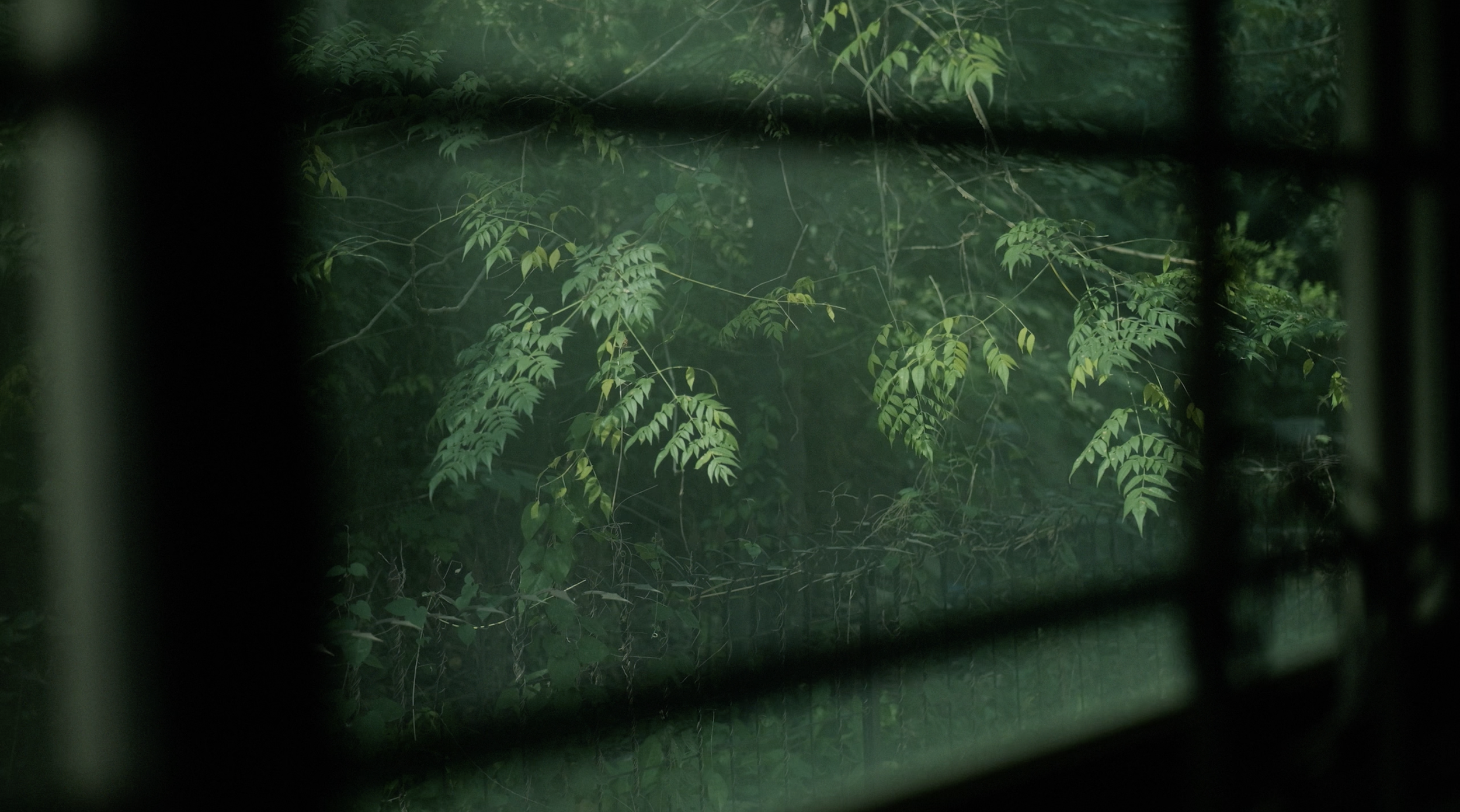 A House Of Leaves  پتیوں کا گھر