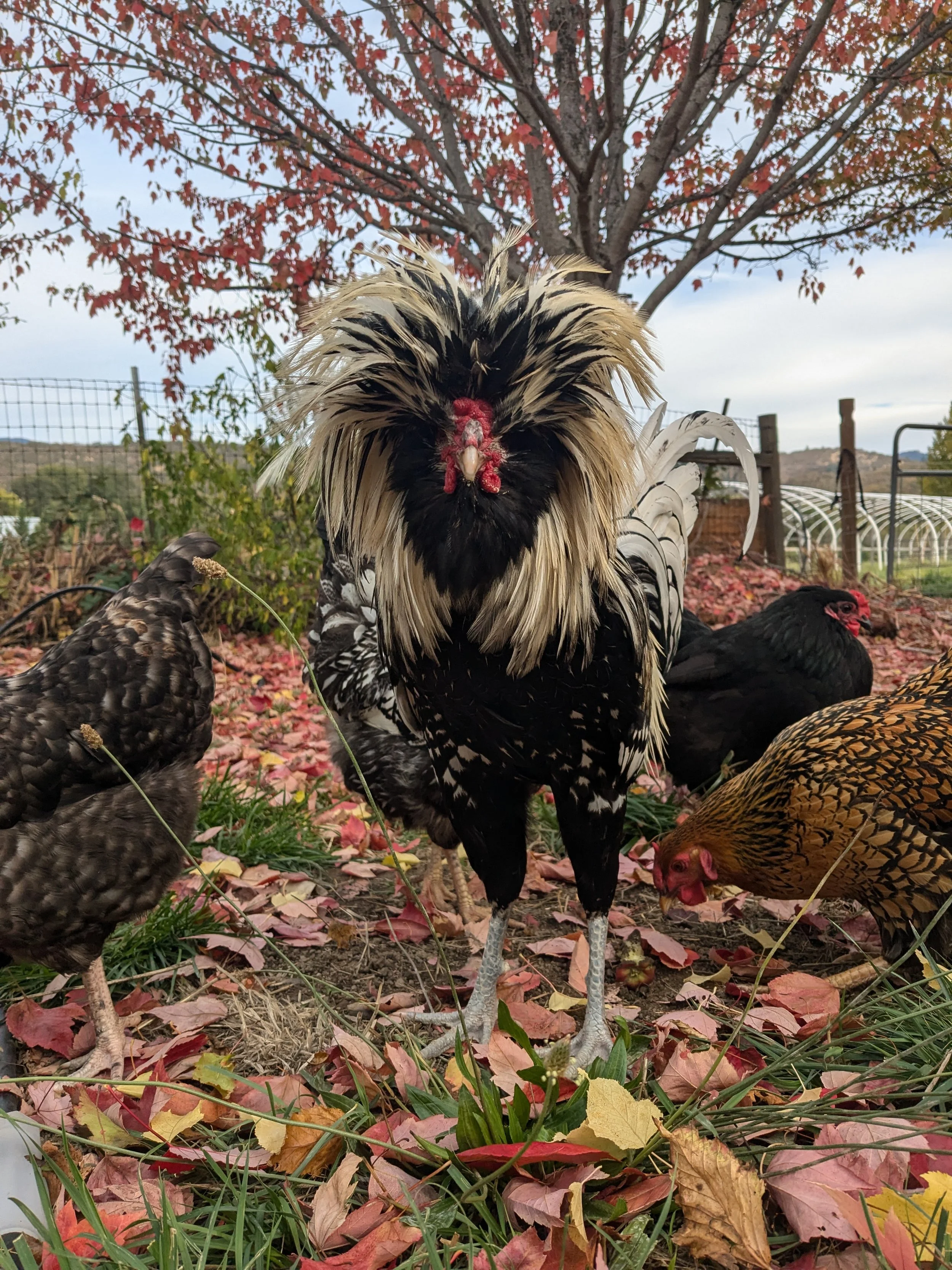 Life is flocking Great