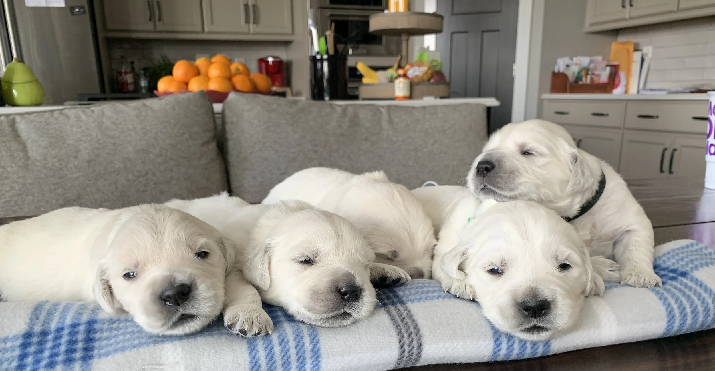 Six golden retriever puppies resting on a blue and white plaid blanket on a table in a kitchen, with finished cabinet and fruit in the background.