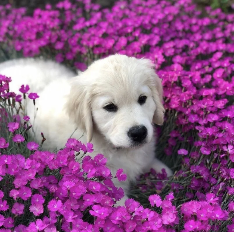 A fluffy white puppy sitting amidst pink flowers in a garden.