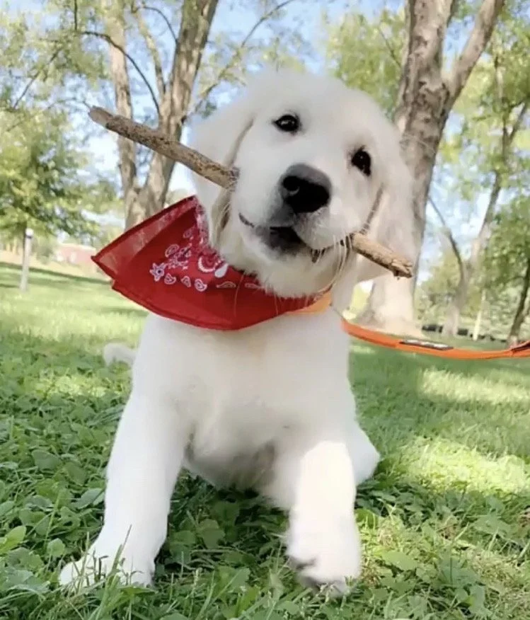 Cute golden retriever puppy outdoors on grass, holding a stick in its mouth, wearing a red bandana and an orange leash, surrounded by trees and green foliage.