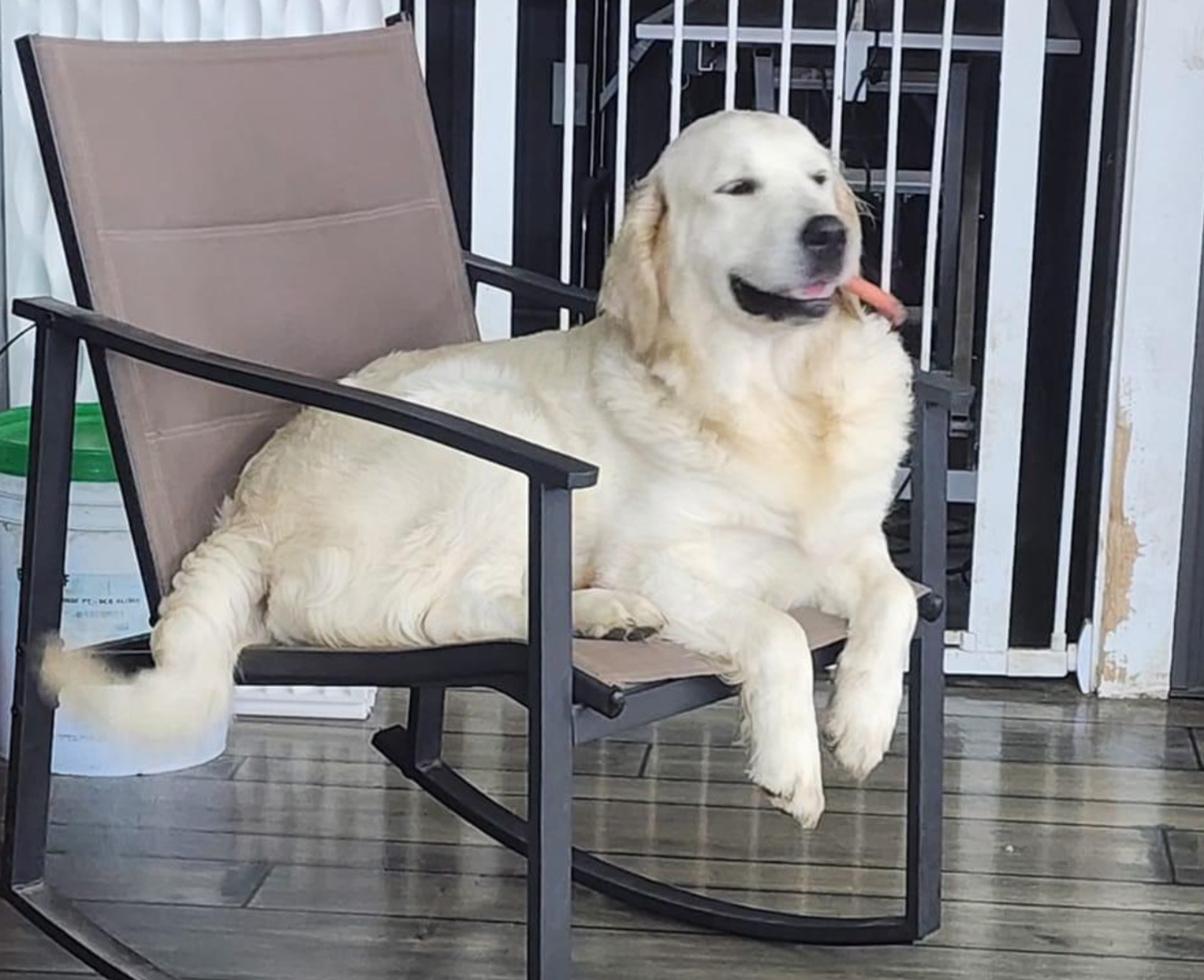 A golden retriever lying on a porch chair with a small treat or snack near its mouth.
