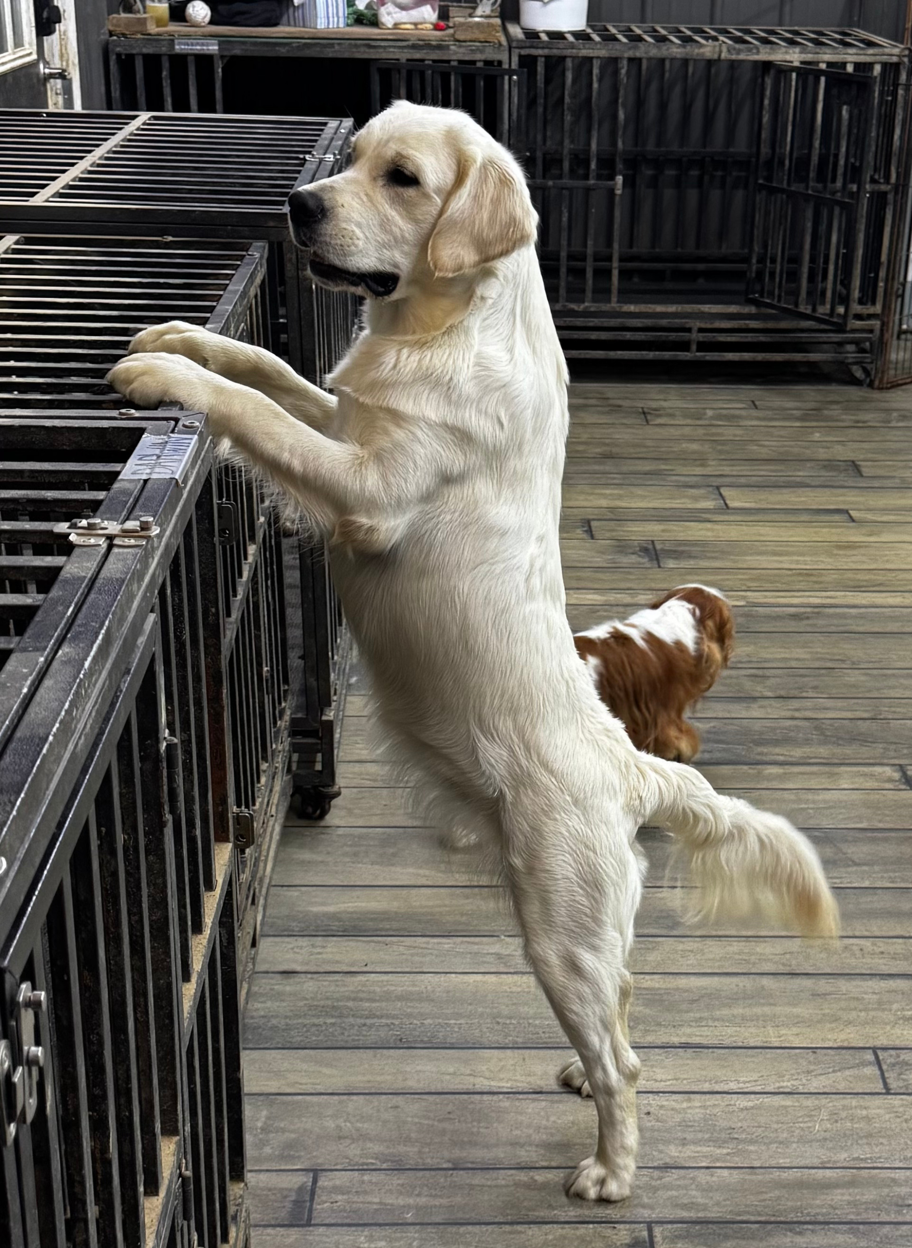 A young yellow Labrador Retriever puppy standing on its hind legs, leaning against a metal cage with its front paws. A brown and white dog in the background is sitting on a wooden floor in an indoor setting with cages.