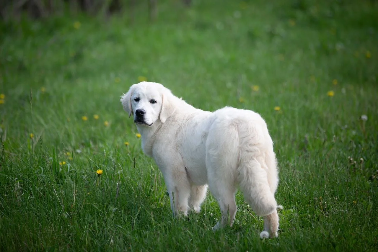 e535d9f9-15b6-48df-ba49-b2ab764c807d 2.JPG