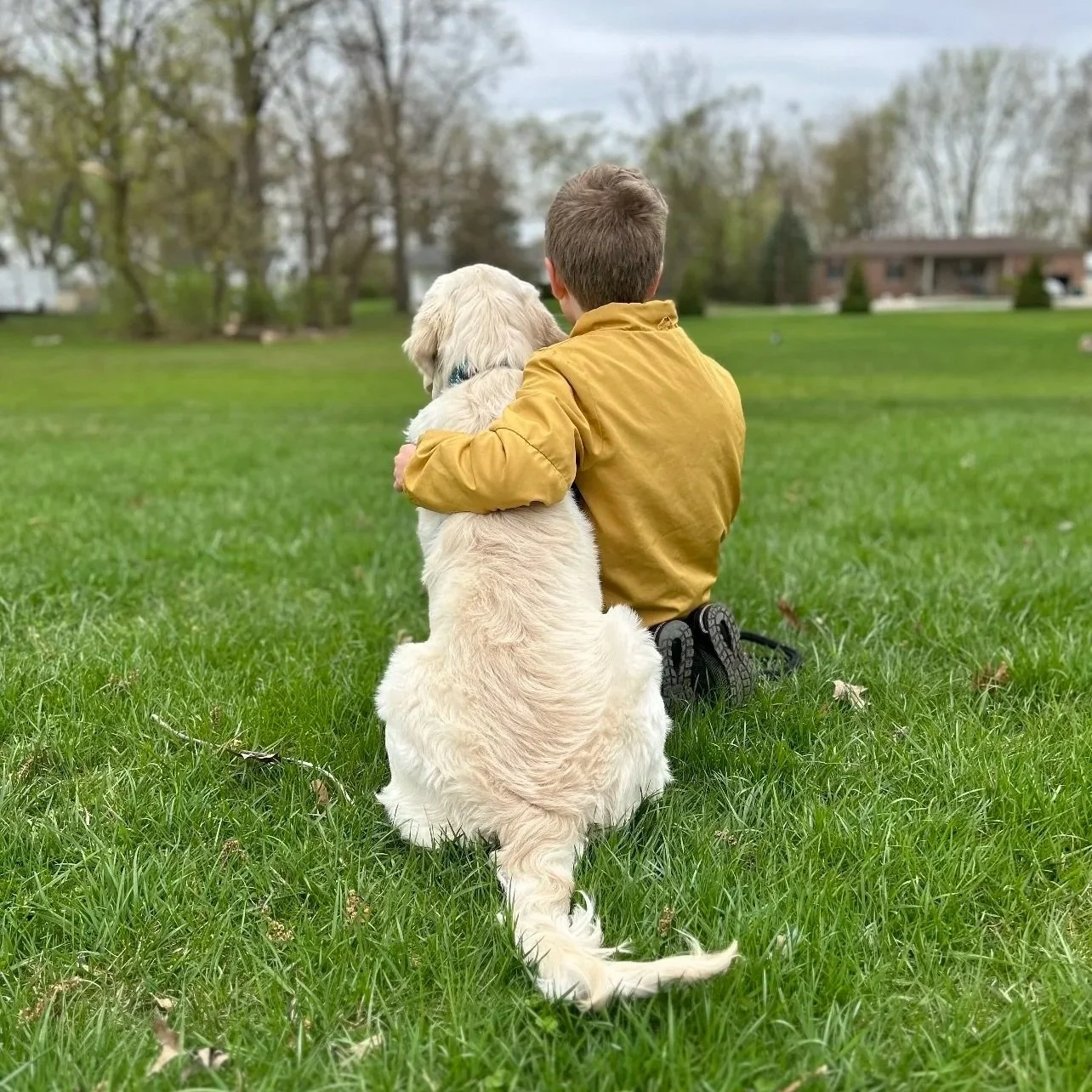 What Makes the Golden Retriever a Wonderful Family Companion