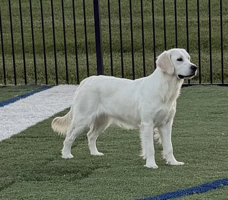 Pheasant Run Hi Power (Maya)
