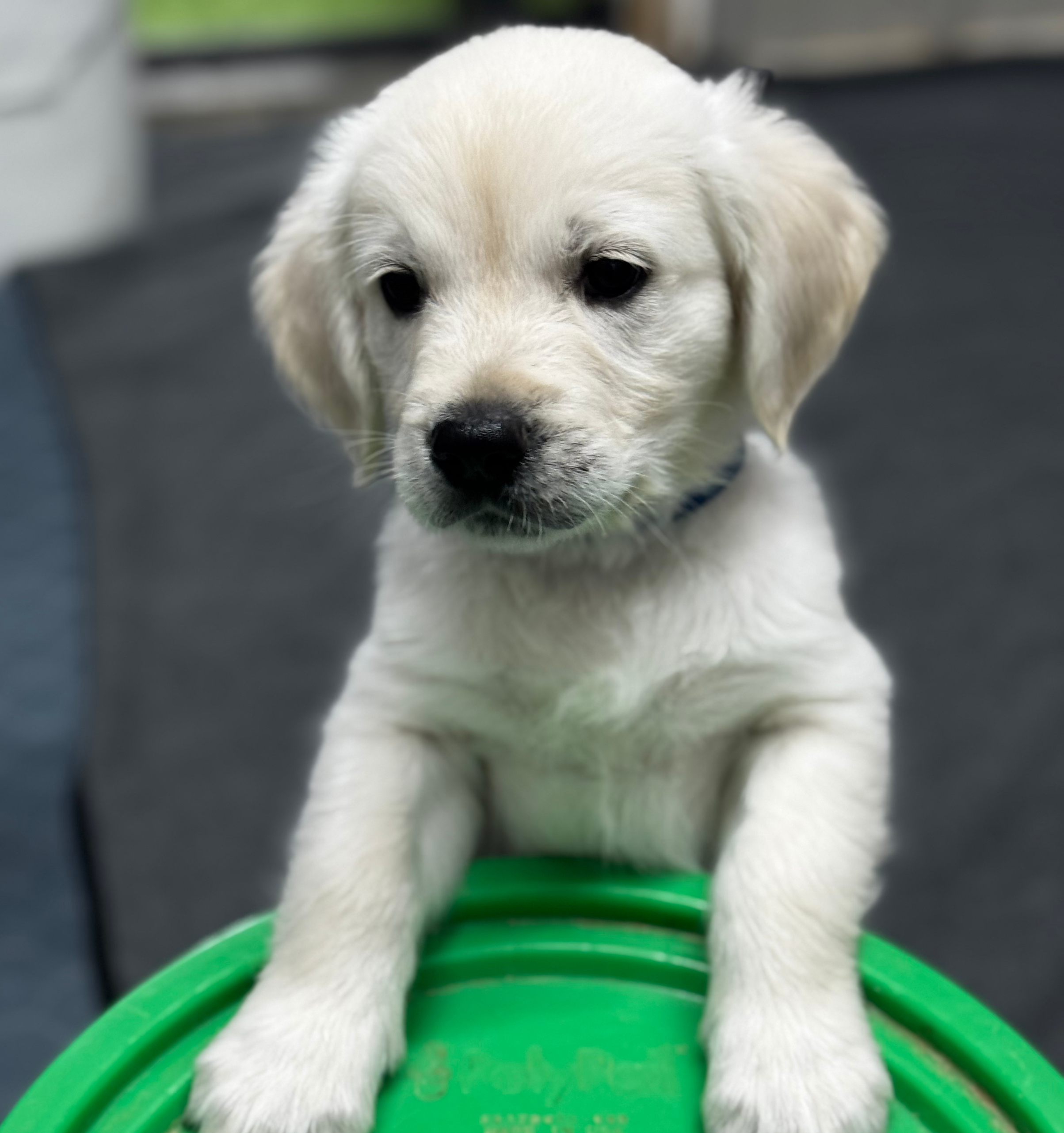 Close-up of a golden retriever puppy with white fur, black eyes, and black nose, sitting on a green object.