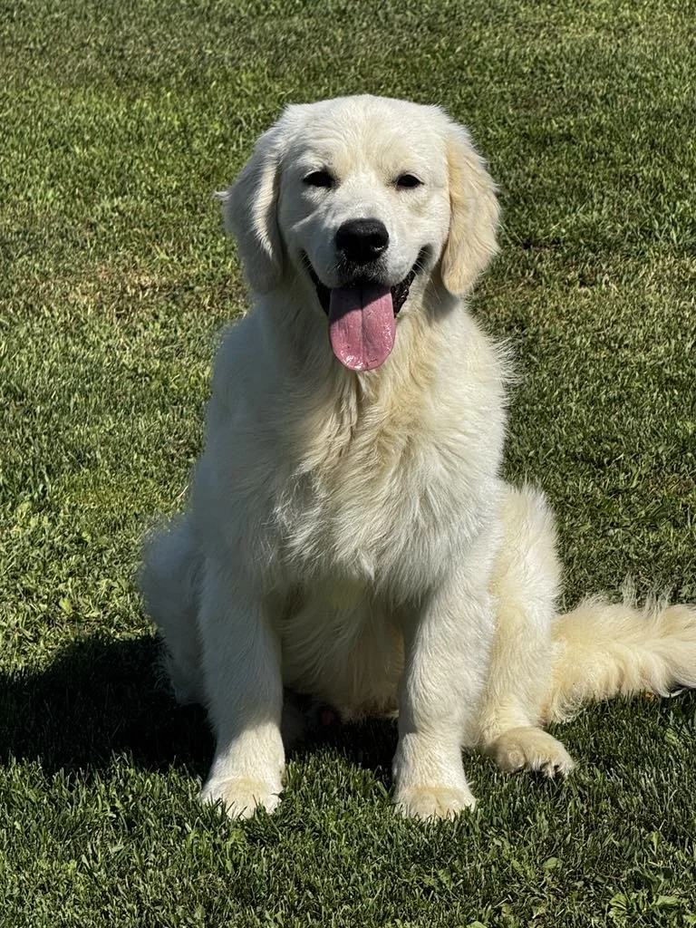 A happy golden retriever puppy sitting on a grassy field with its tongue out.