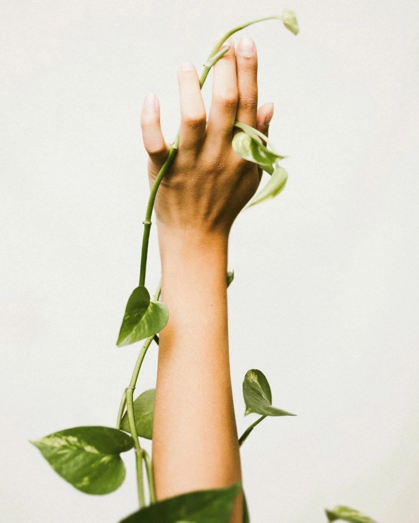 Une main et un avant-bras entourés de feuilles vertes de plante contre un fond blanc.