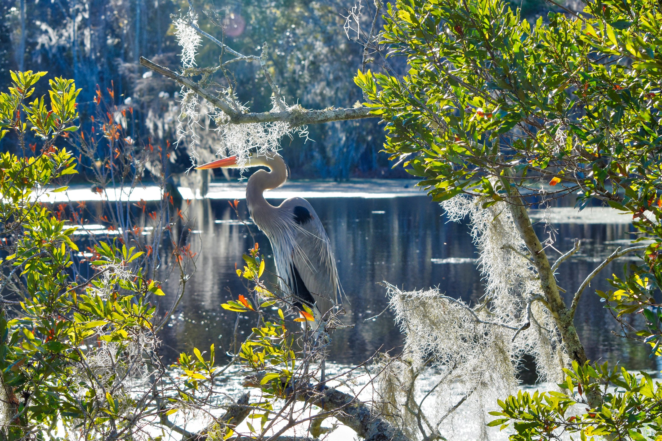 light-and-airy-shot-of-an-egret-in-the-swamps-and-2022-11-15-16-38-15-utc.jpg