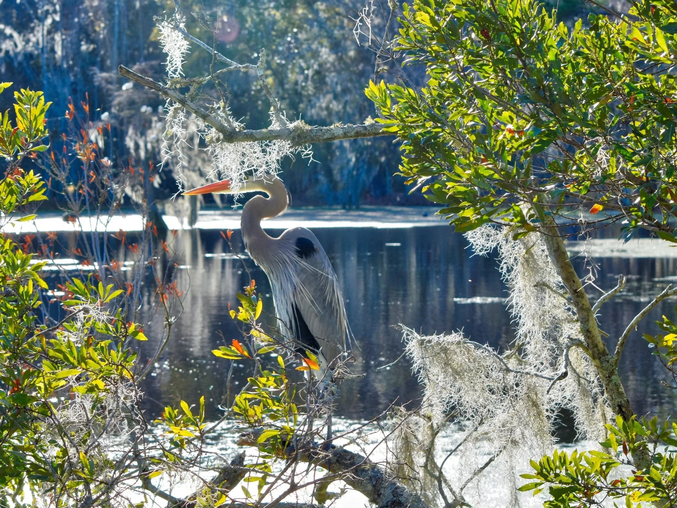 light-and-airy-shot-of-an-egret-in-the-swamps-and-2022-11-15-16-38-15-utc.jpg
