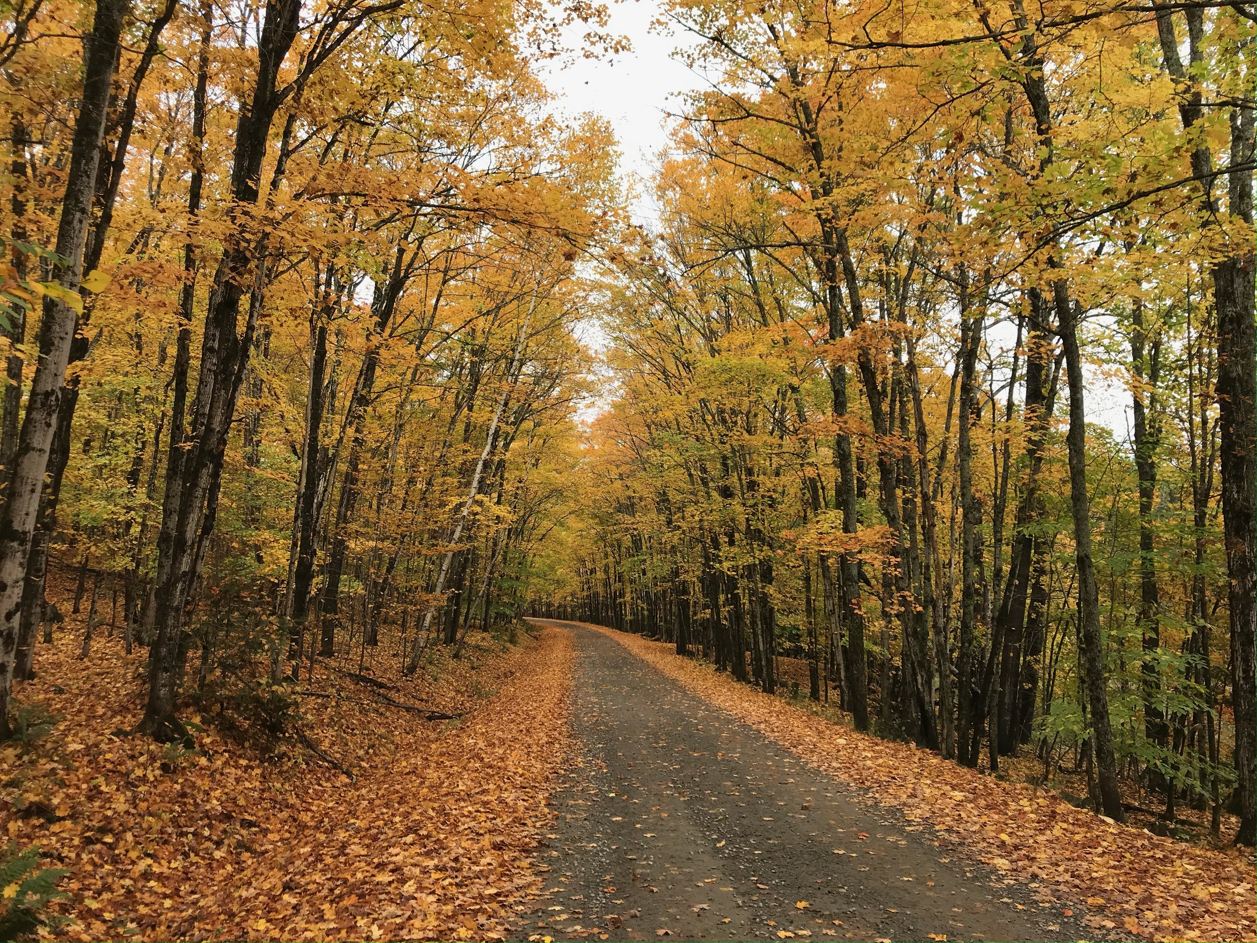 A dirt road winding through a forest with trees showing fall foliage in shades of yellow, orange, and green.