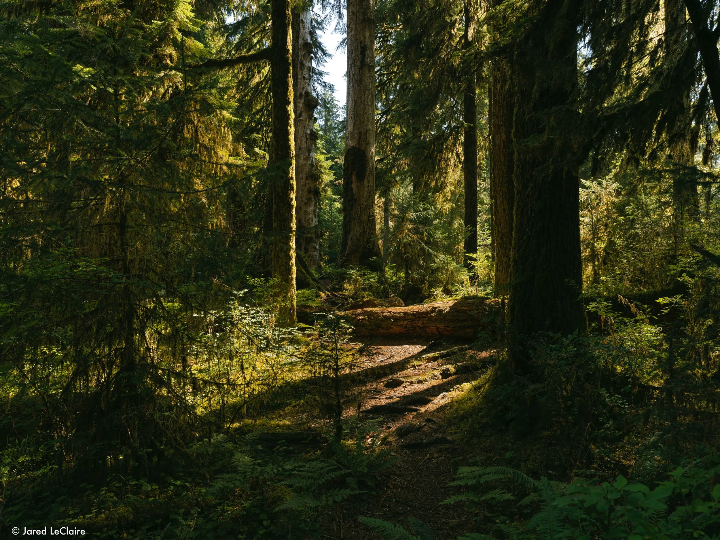 20240811_001 olympic_0073.jpg