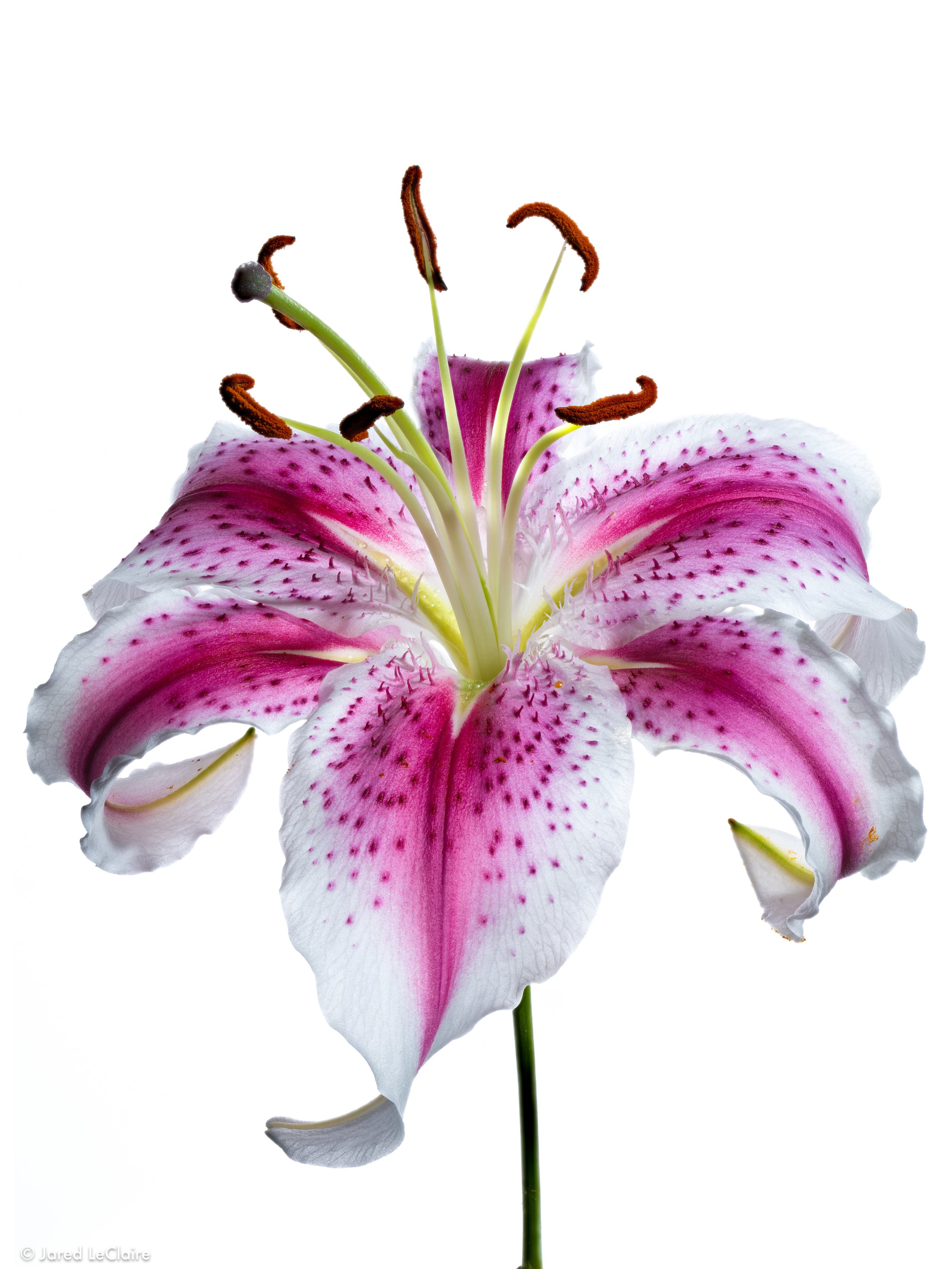 20241005_001 flower focus stack.jpg