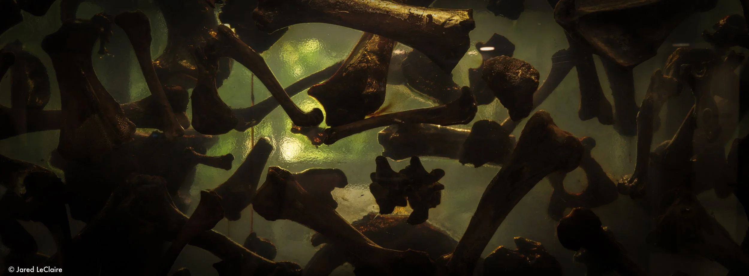 20230810_1 la brea tar pits_0092.jpg