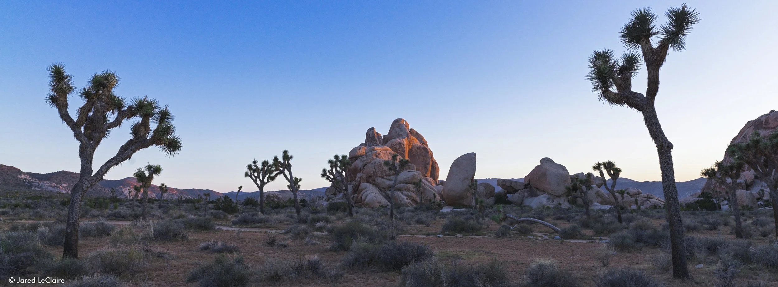 20240428_001 joshua tree_0012.jpg