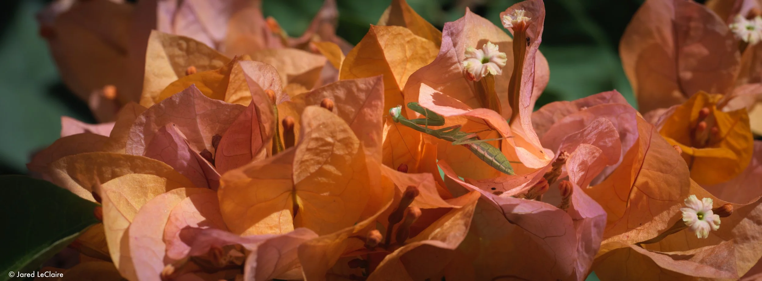 20230813_1 mantis_0100.jpg