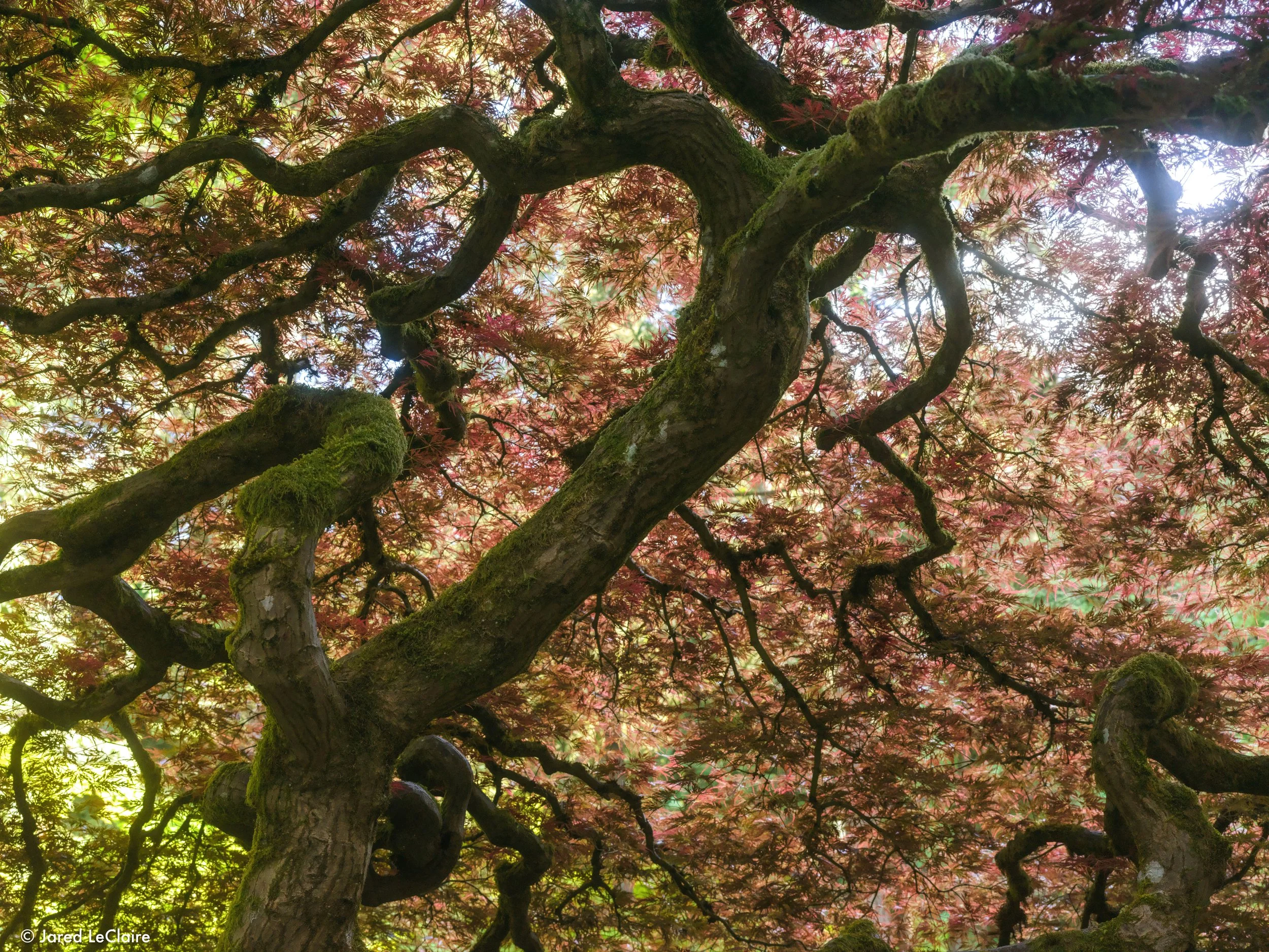 20240515_001 portland_0056.jpg