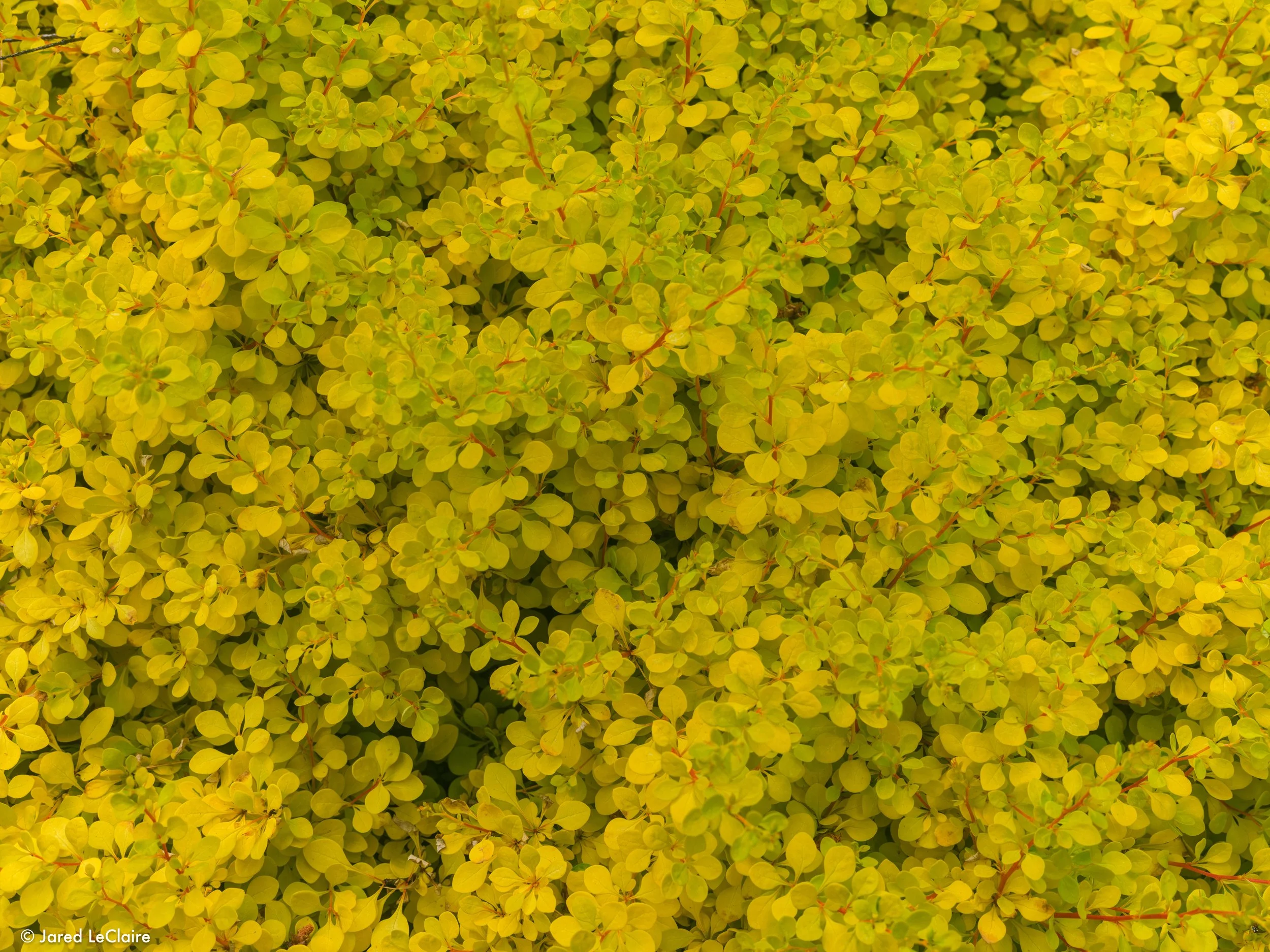 20240515_001 portland_0057.jpg