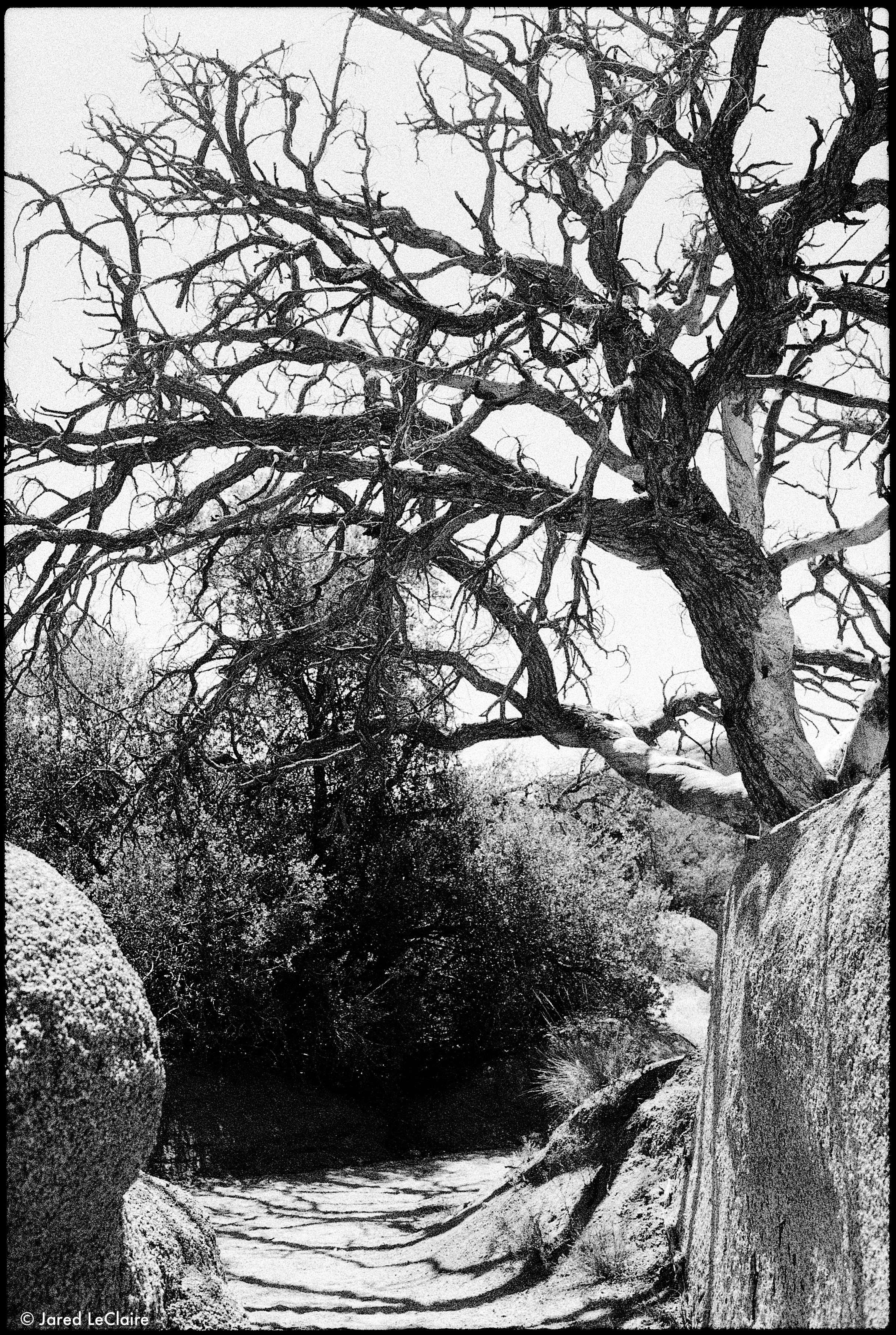 20250228_001 film scans_0102.jpg