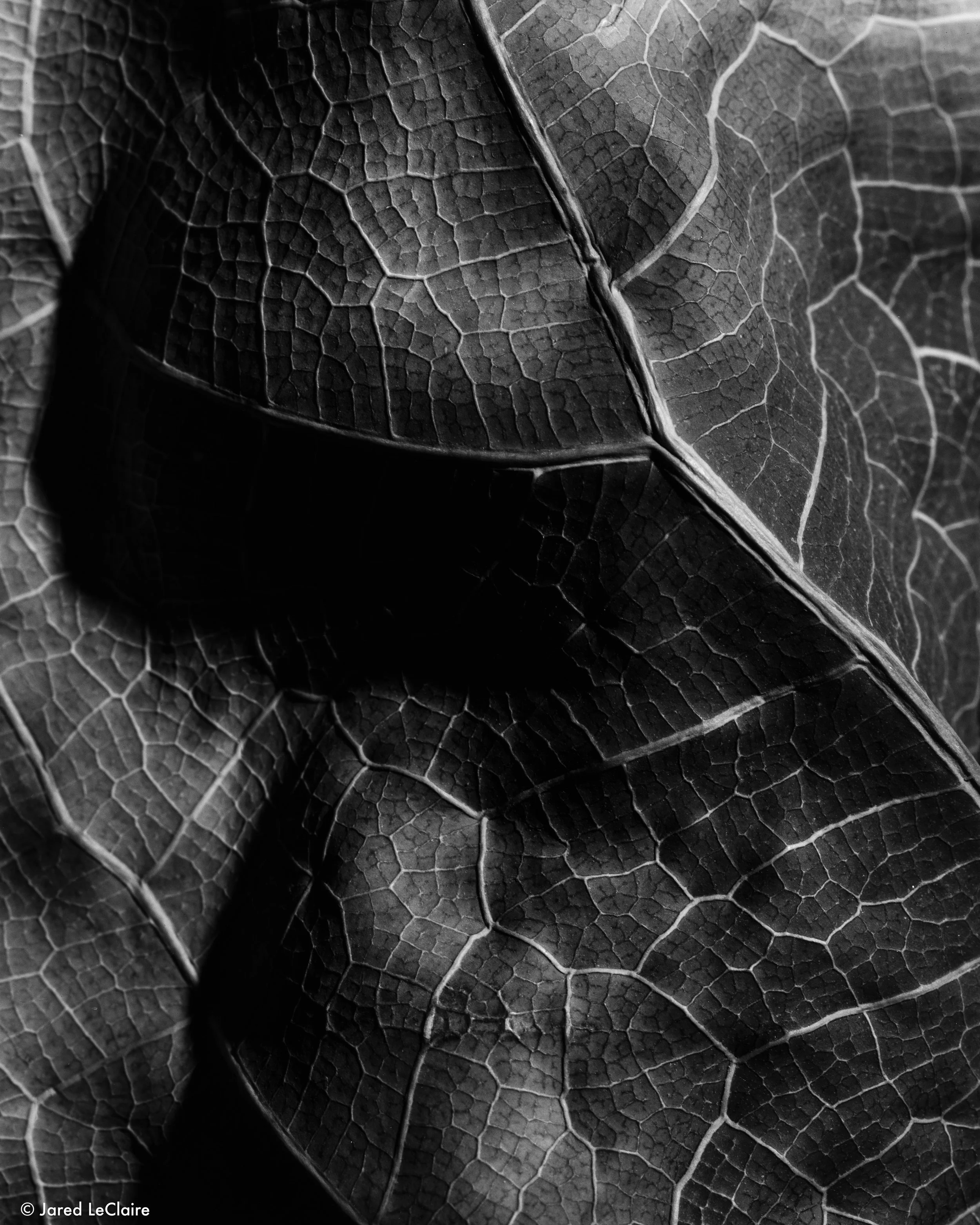 20240607_001 dead leaf film scans_0003-positive.jpg