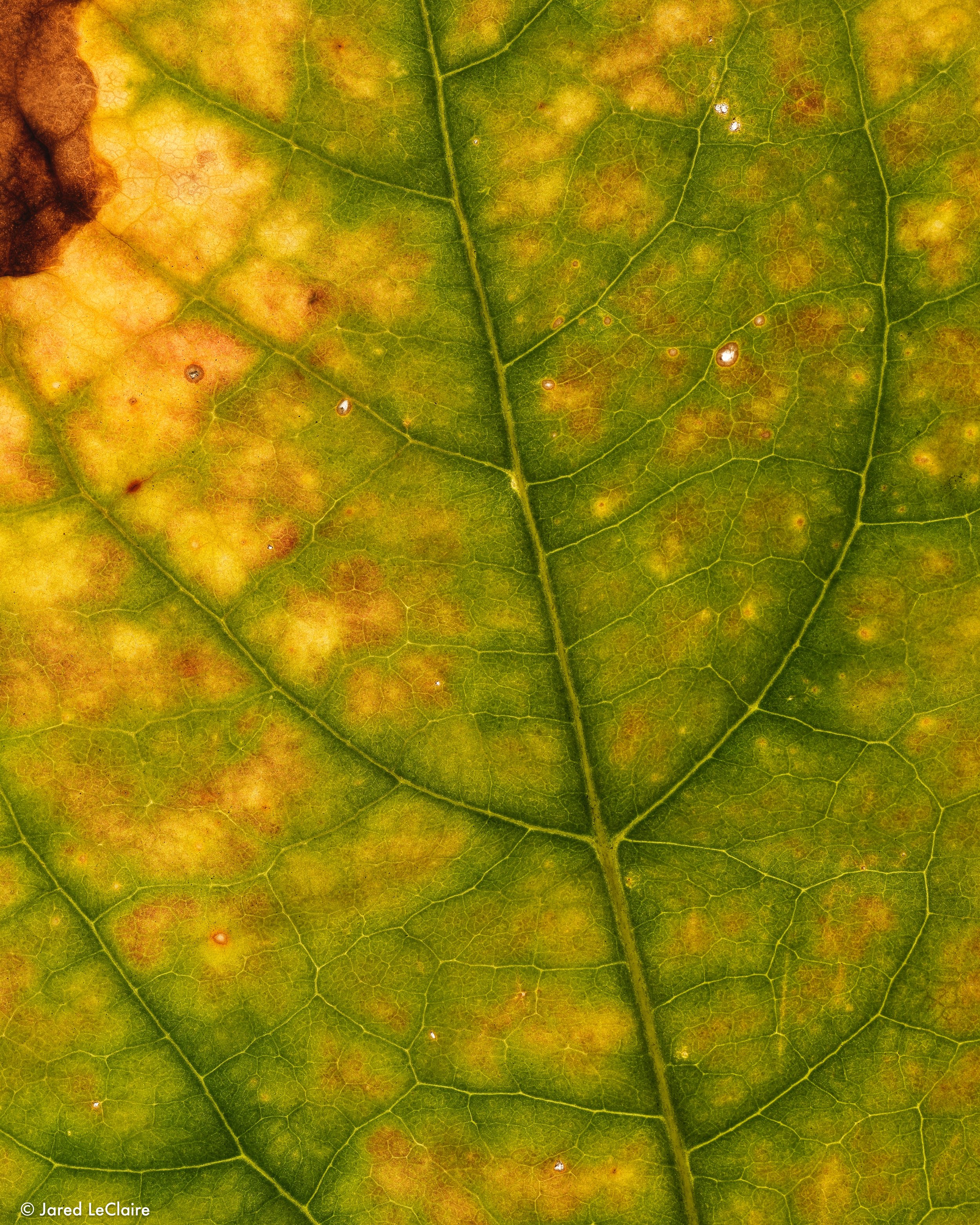 20240218_1 bougainvillea glabra_0002.jpg