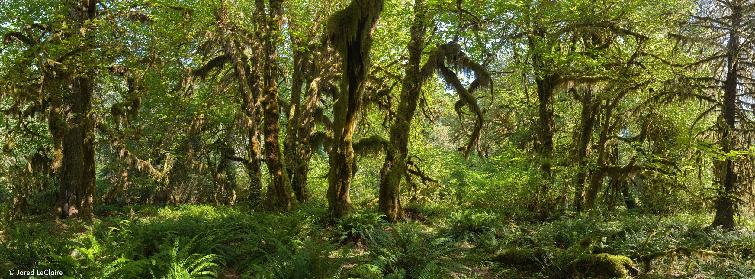 20240811_001 olympic_0077 Panorama.jpg