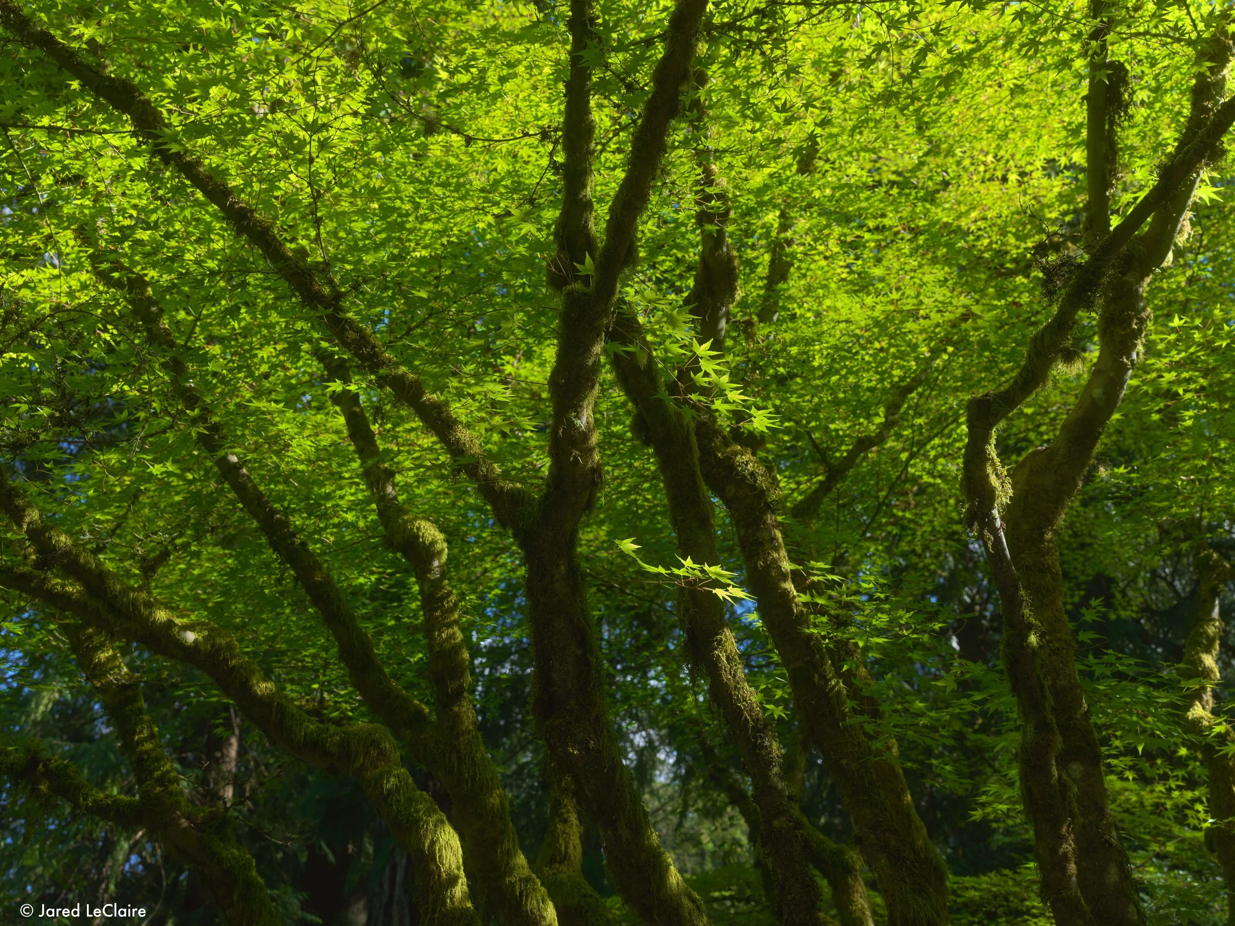 20240515_001 portland_0025.jpg