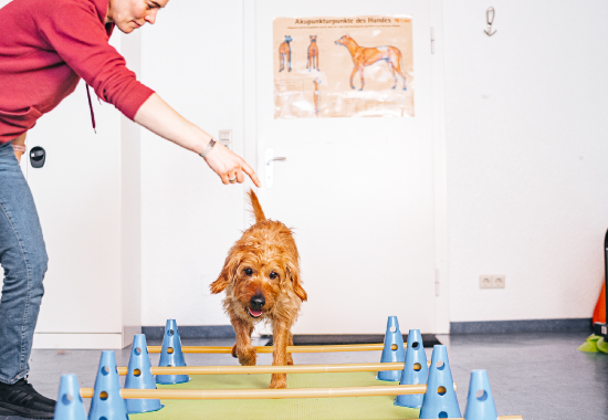 Aktive-Bewegungstherapie