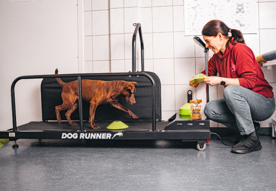 Trockenlaufbandtraining