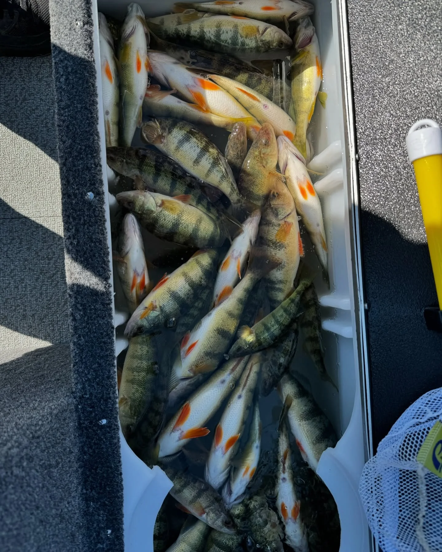 Cooler filled with freshly caught yellow perch after fishing trip