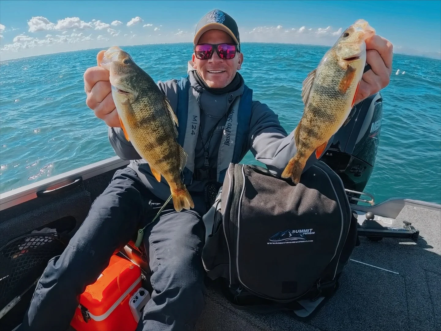 Yellow perch caught on Lake St. Clair during guided fishing trip