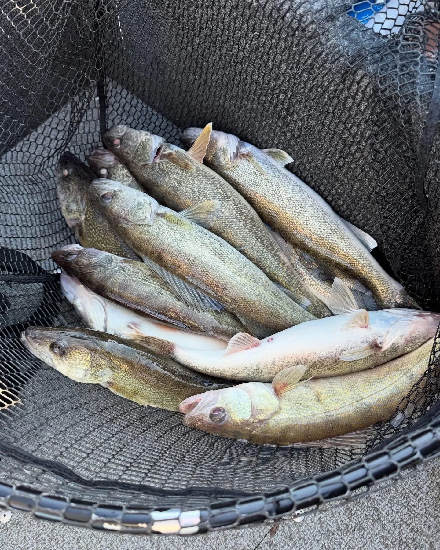 Fishing net full of walleye caught on the Detroit River