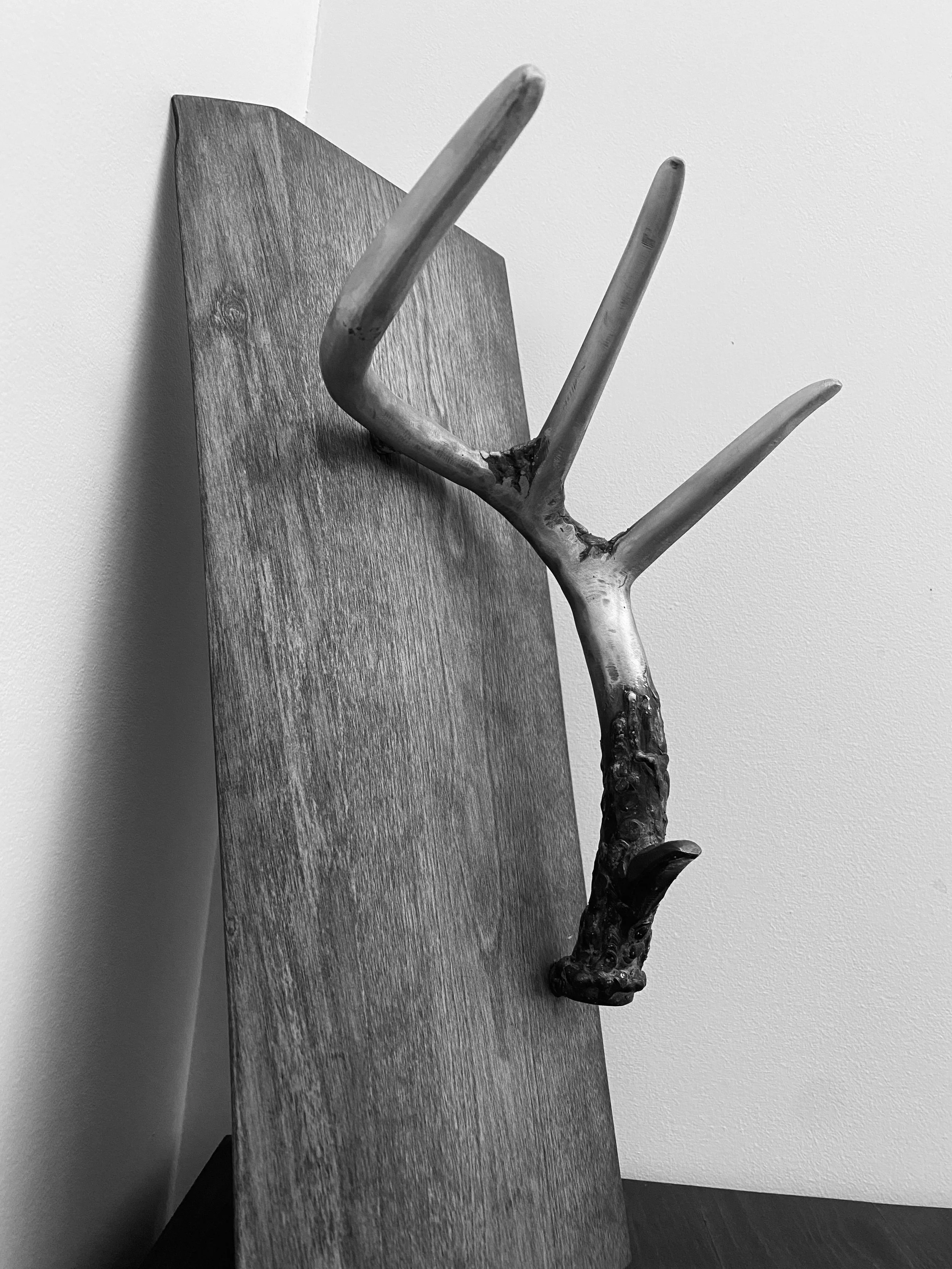 Antler mounted on wood